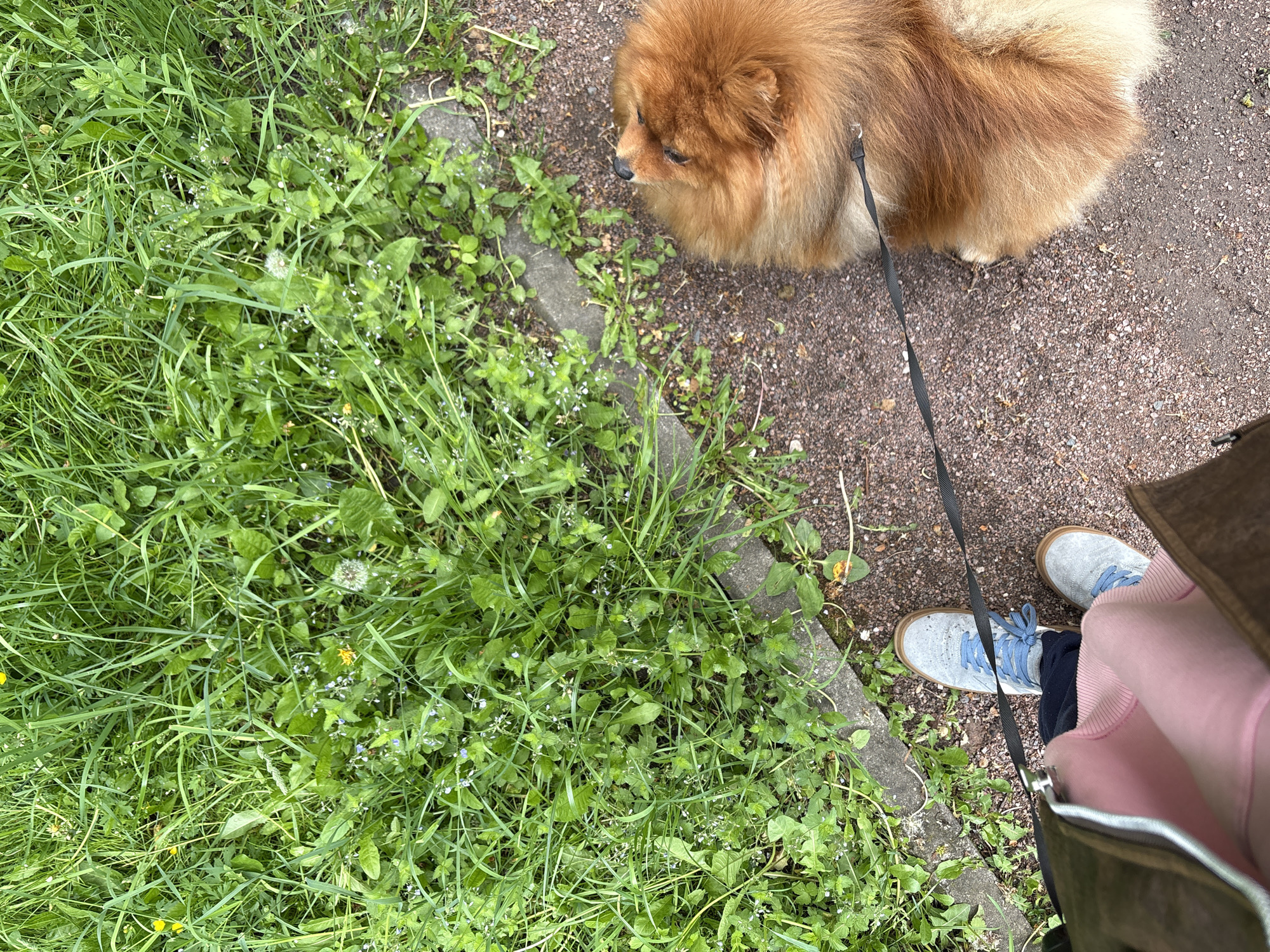 Morning dog walk captured in Moscow park