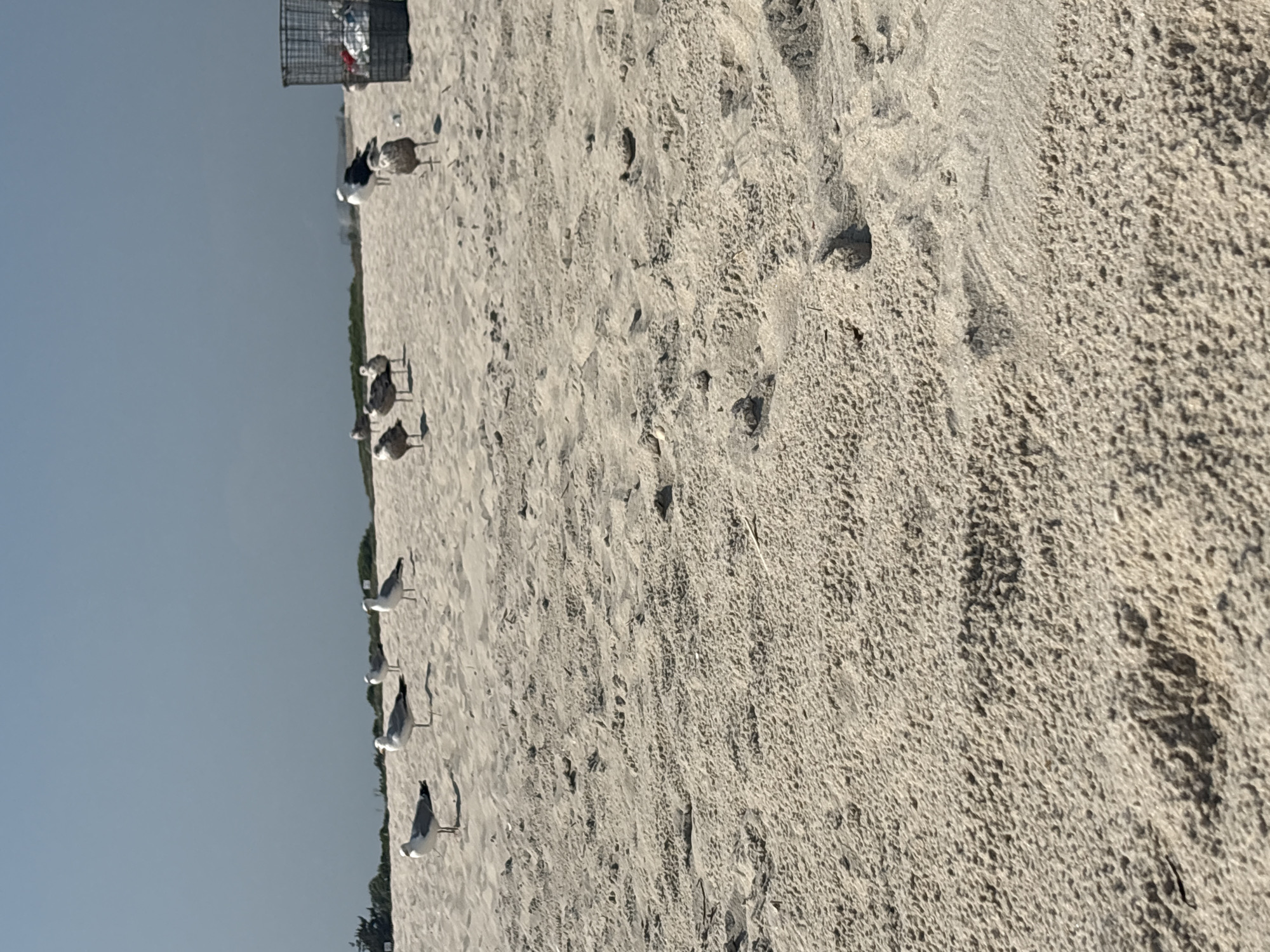 Afternoon at the beach: sand, waves, and seagulls