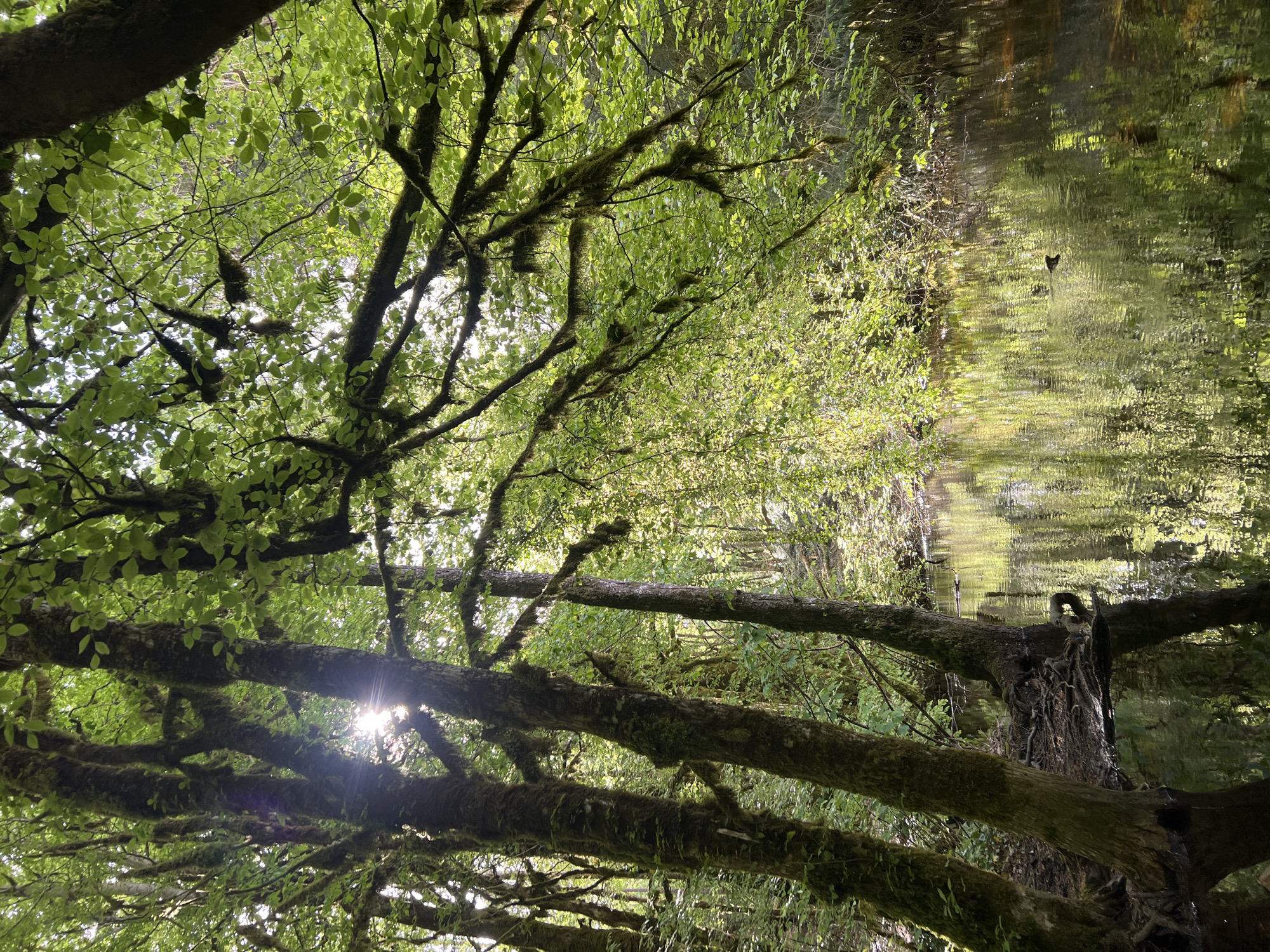 Forest canopy views documented across western Ireland locations