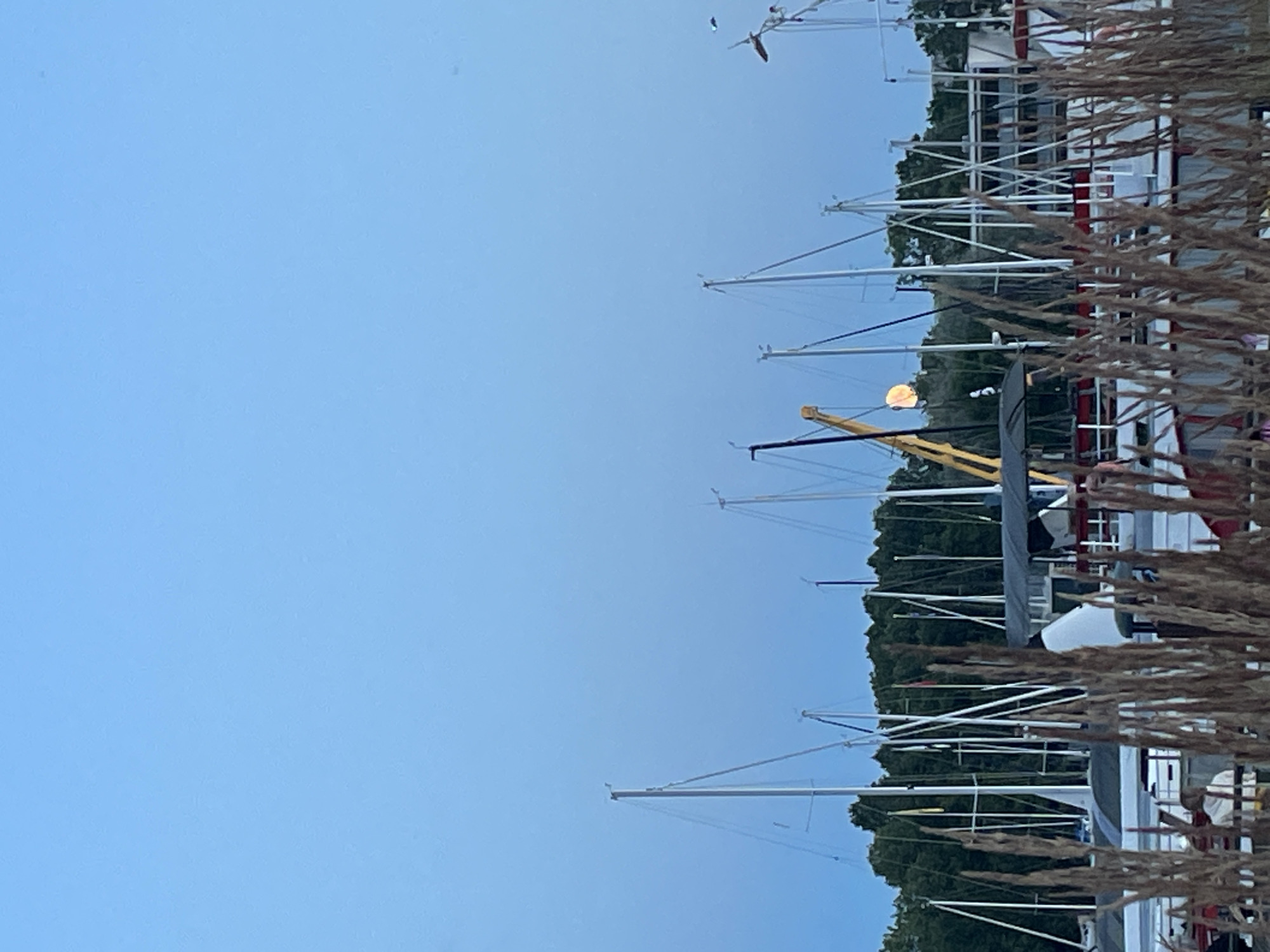 Tallinn at twilight: marinas, pine paths, and string lights