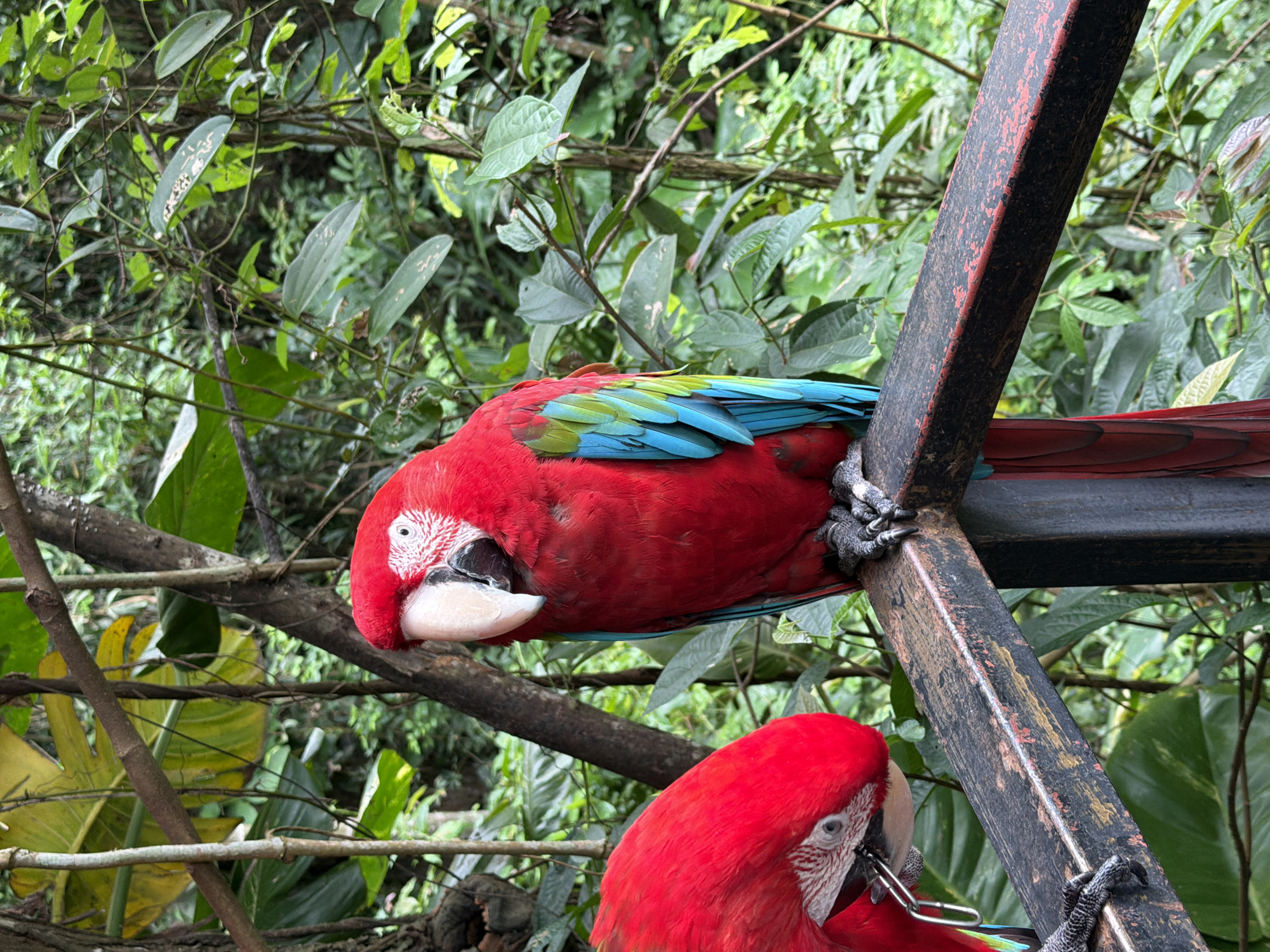 Scarlet macaws and orchids in a lush Sandao setting