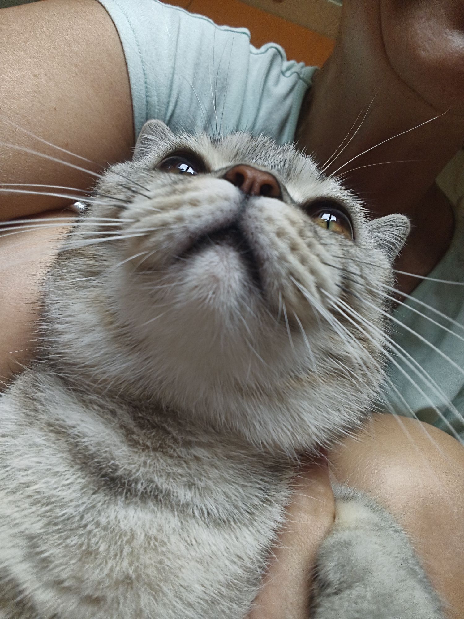 Tabby cat photographed in close-up morning shots