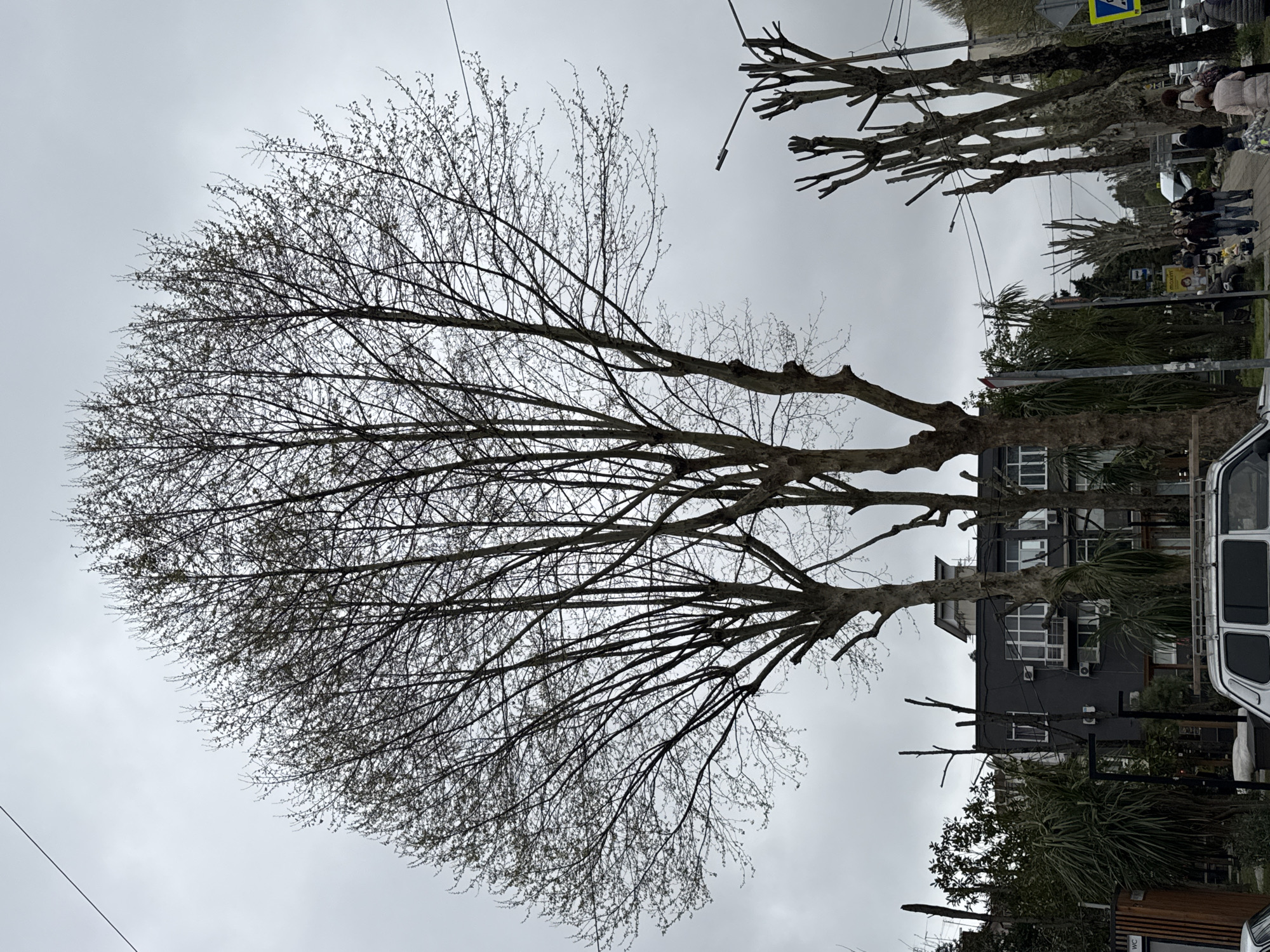 Spring buds emerge on tree in Sochi public space