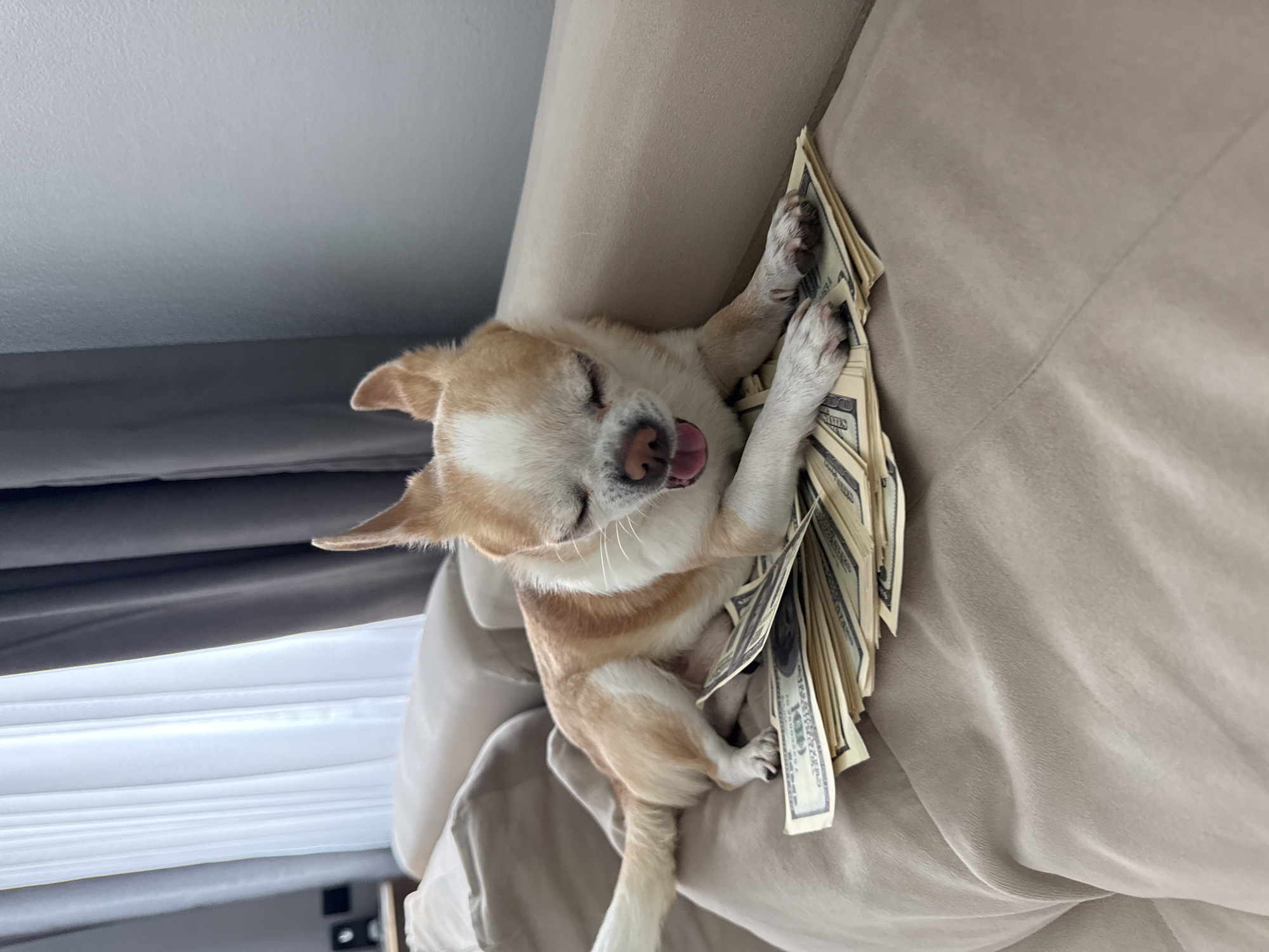 Chihuahua, cash stacks observed in indoor setting