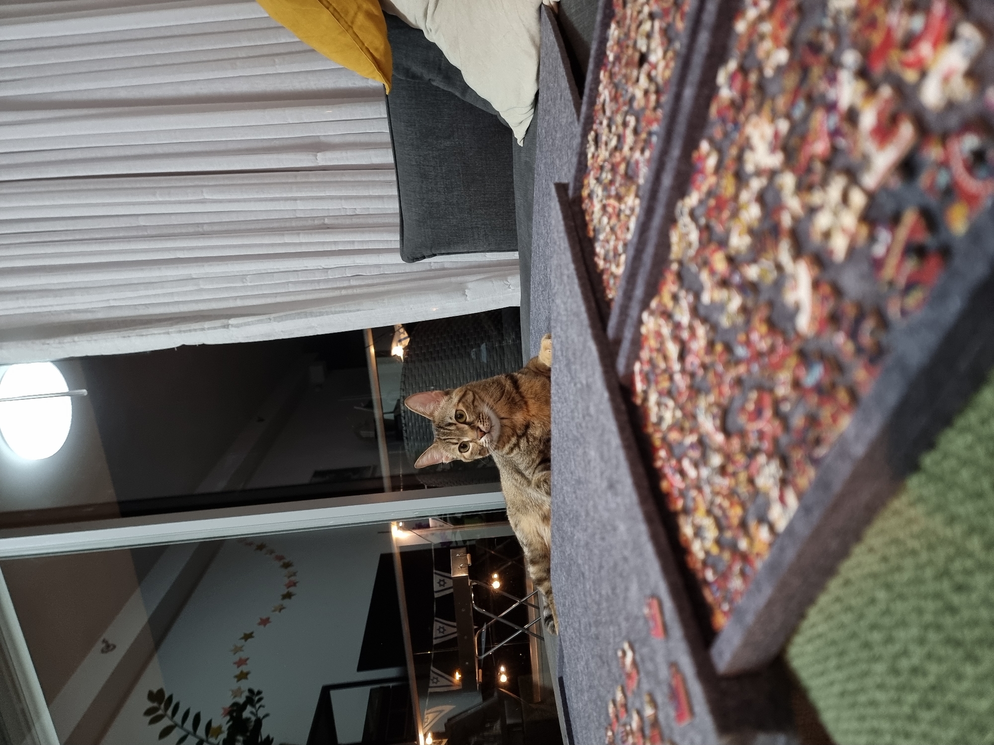 Tabby cat spotted indoors in Ramat Gan evening scene