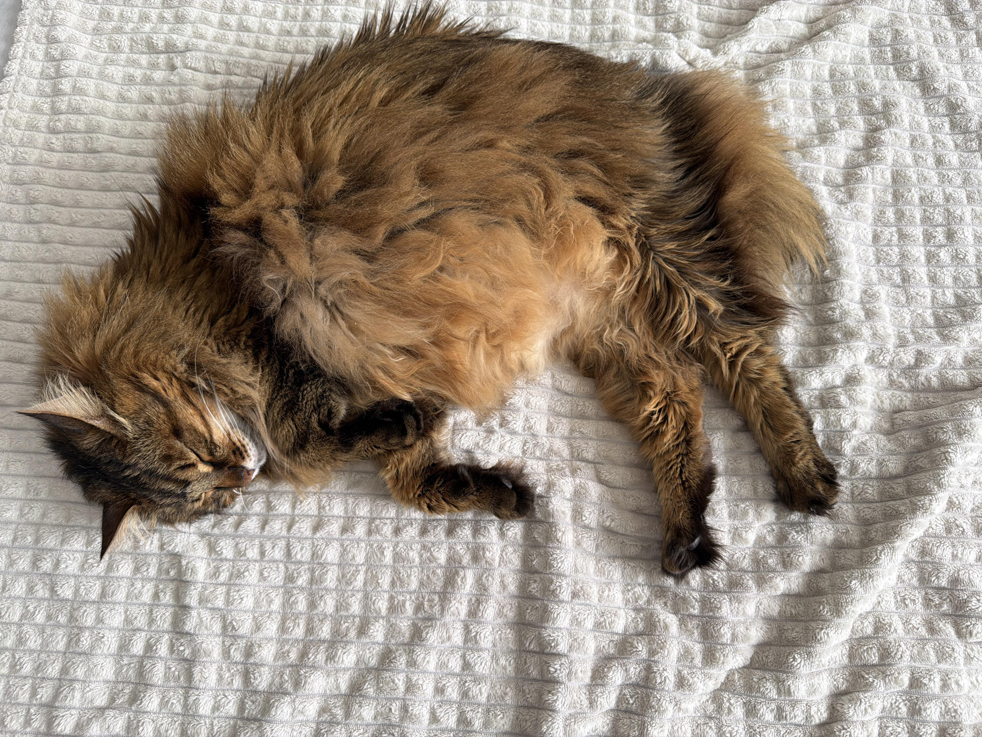 A rainy Kyiv afternoon: cats, gardens, and city skies