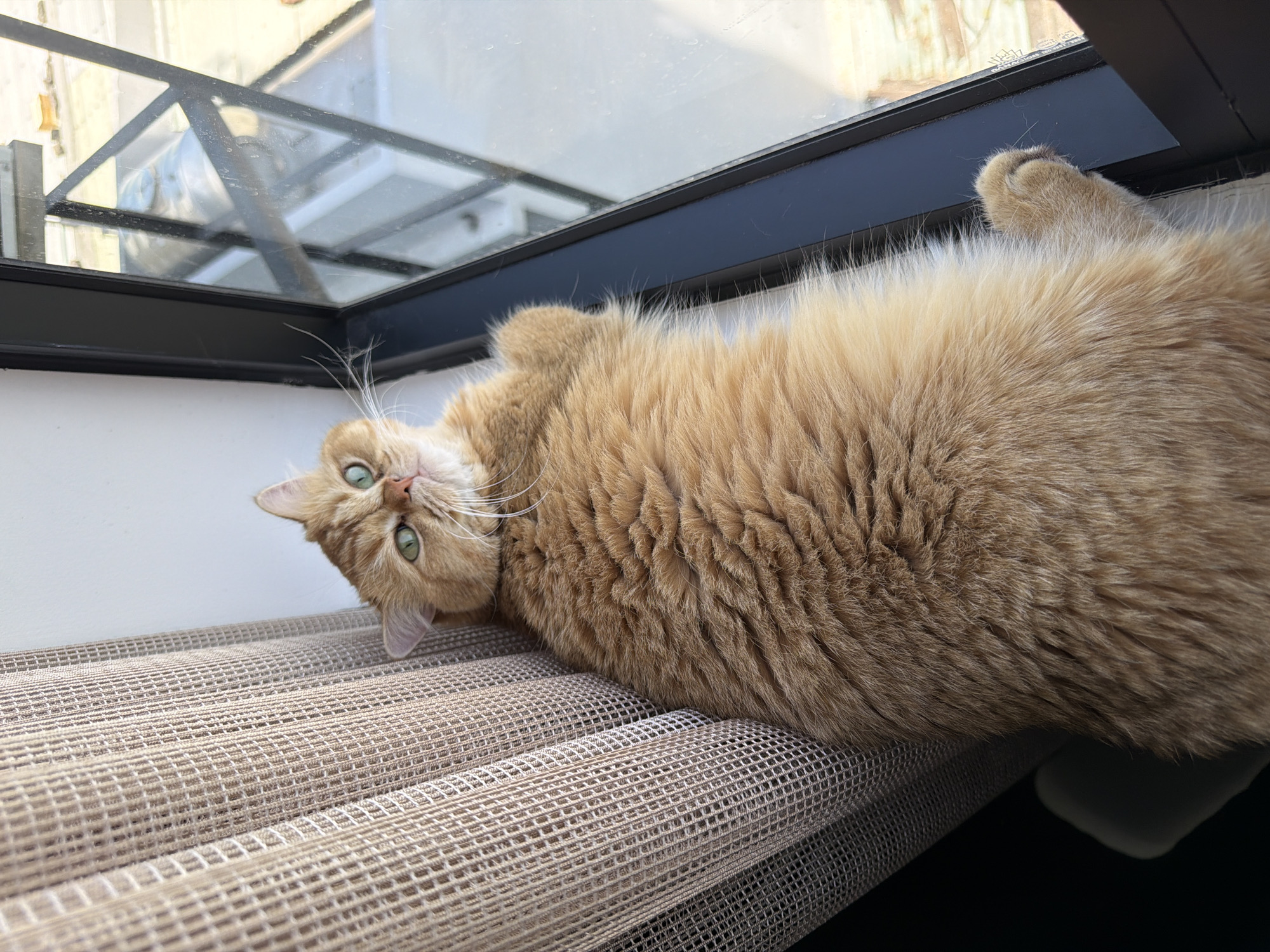Cat rests upside down near window in Đà Nẵng