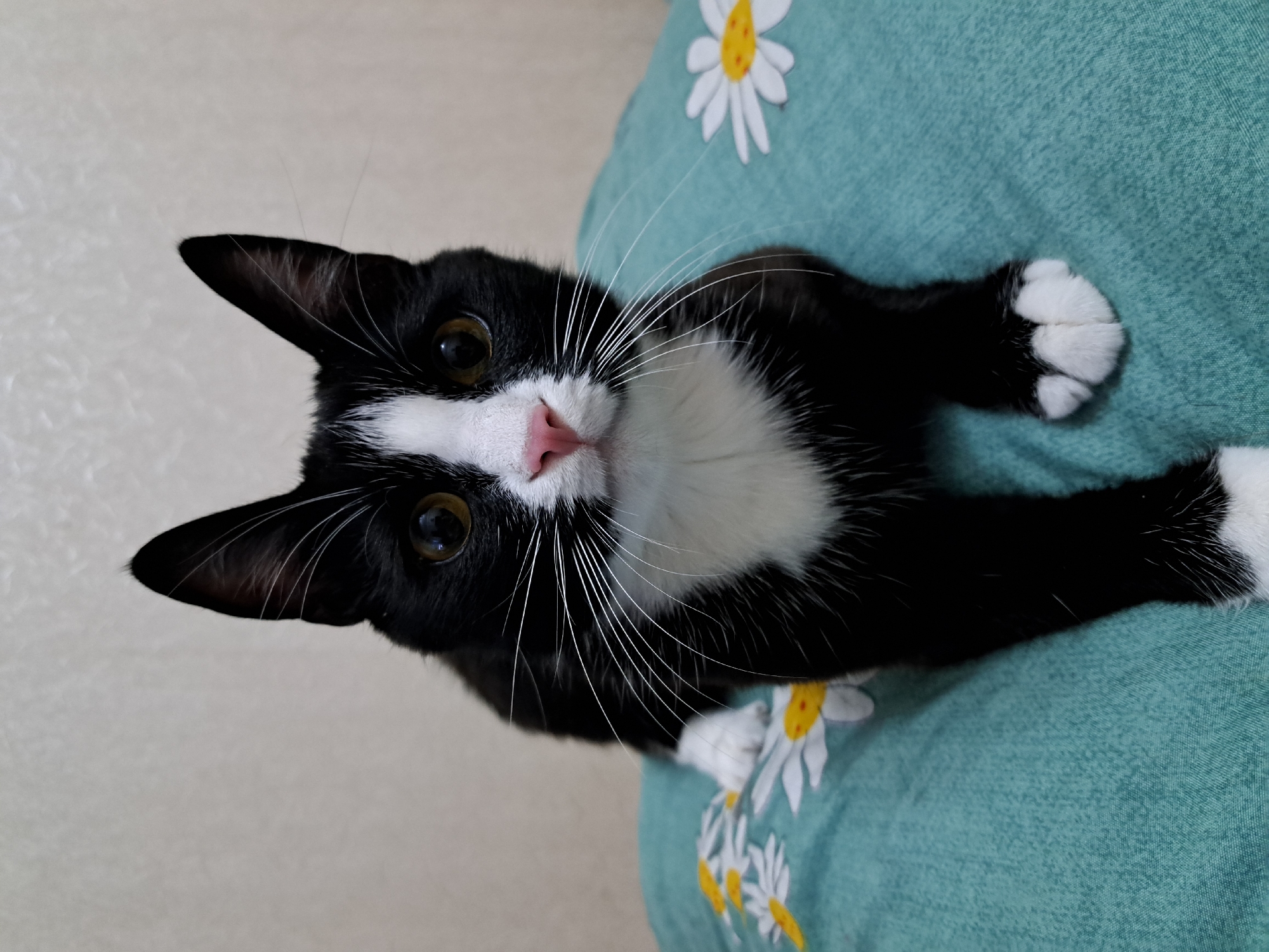 Black and white cat at home, multiple close-up angles