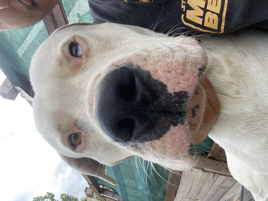 Woman documents daily moments with white dog in Sumalao, Argentina