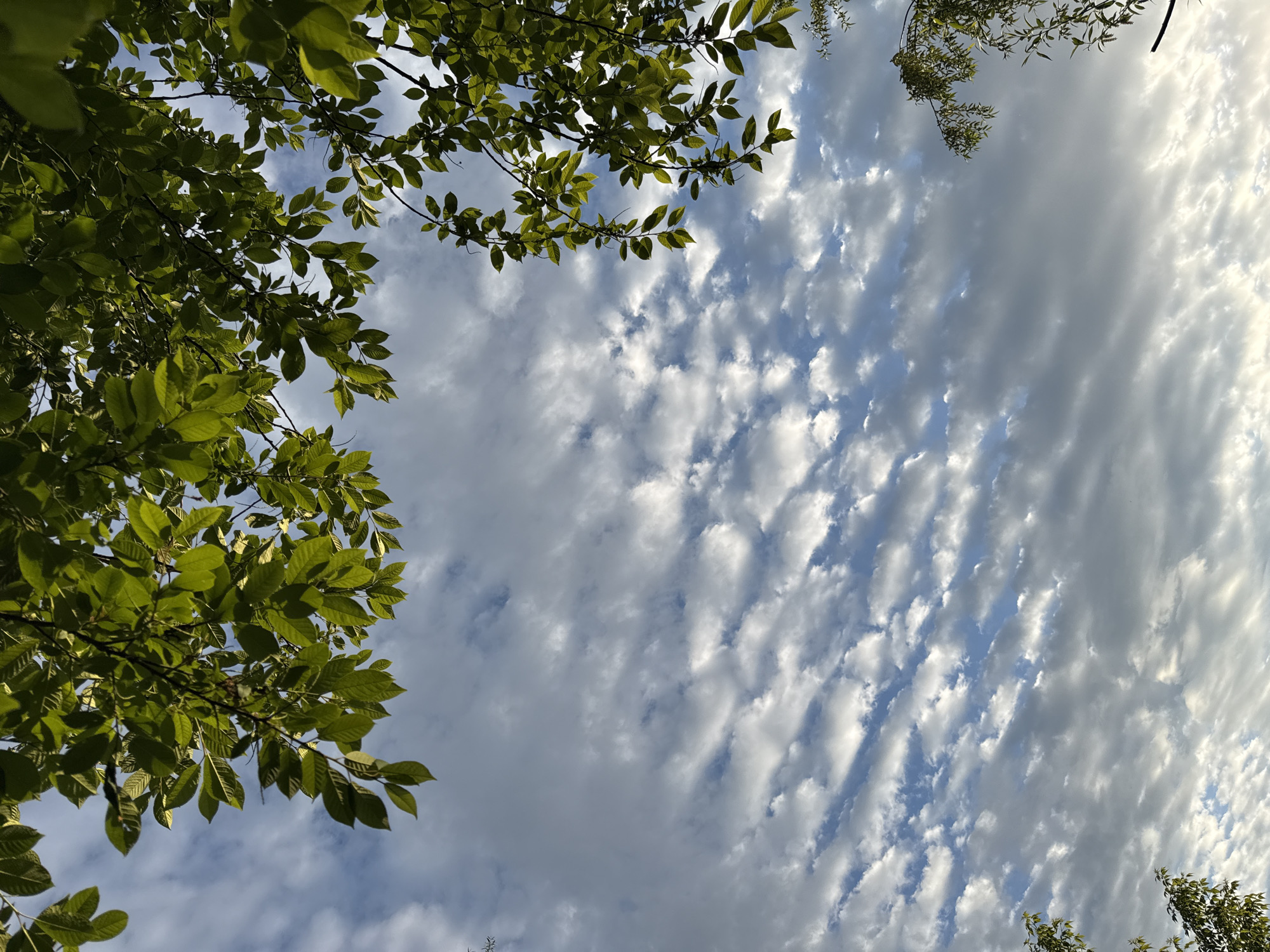 Altocumulus clouds observed through trees in Gorno-Altaysk