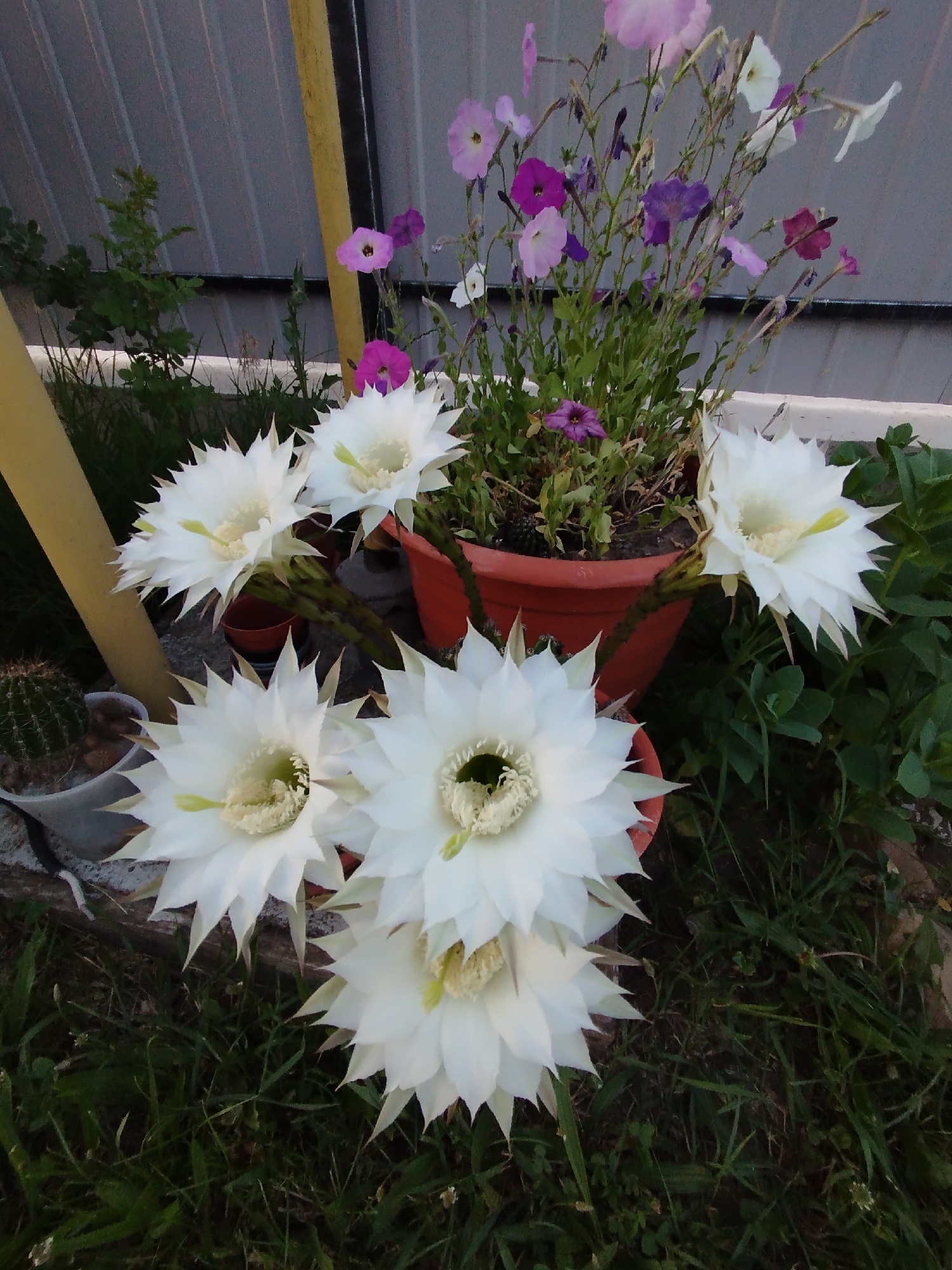 Blooming cacti and kittens in a Moldovan garden