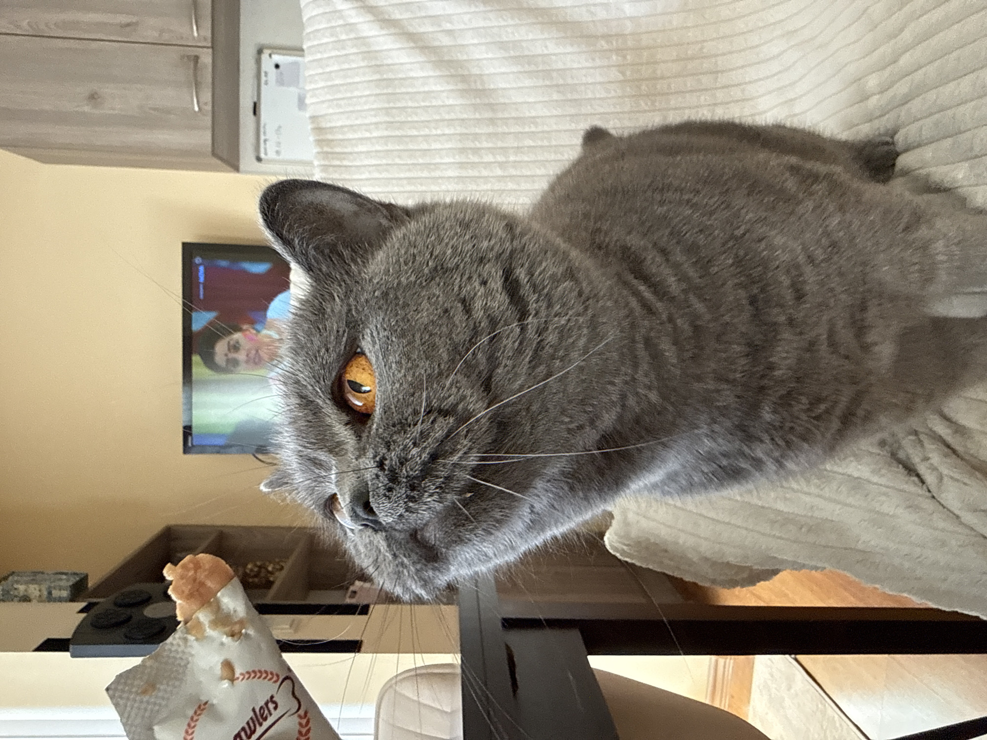 Grey cat's treat time captured in Plovdiv home