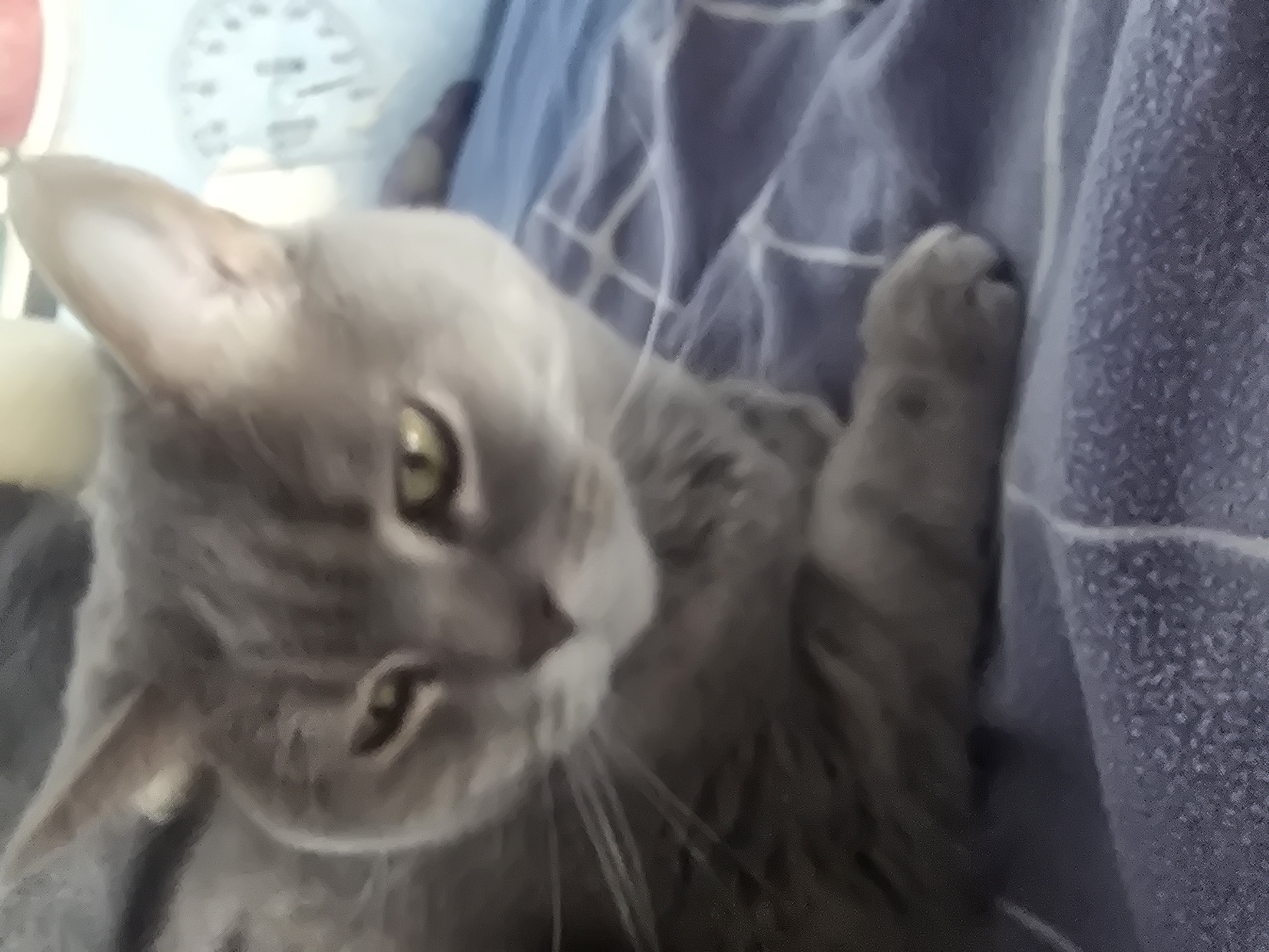 Gray cat rests on patterned blanket in Sofia home
