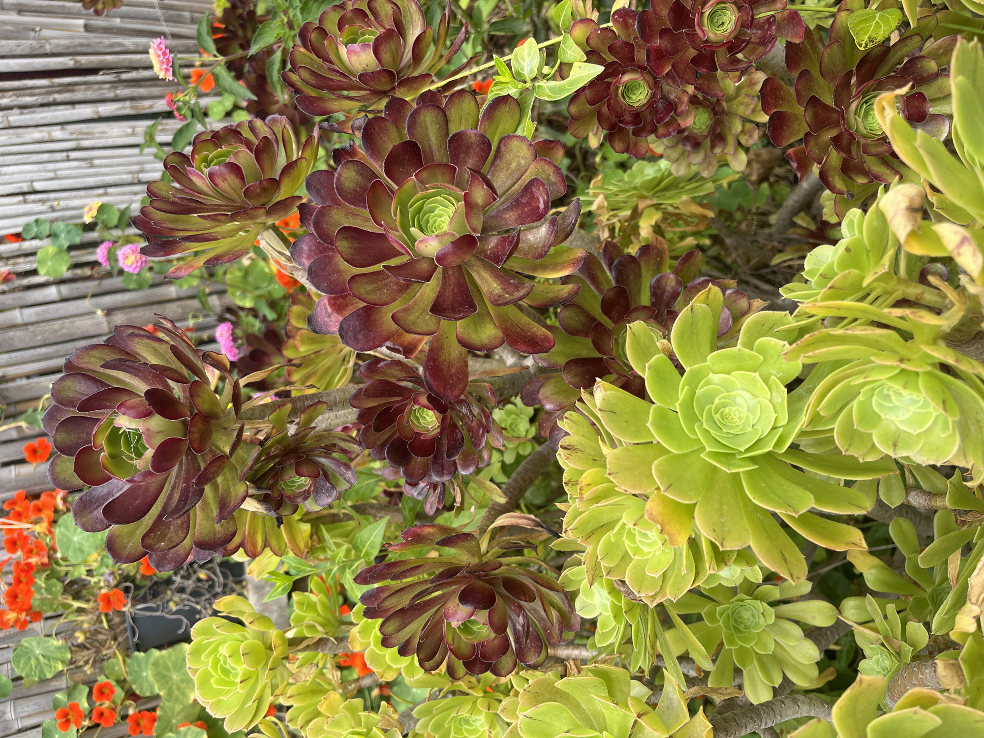 Garden documentation captured in Italian coastal town