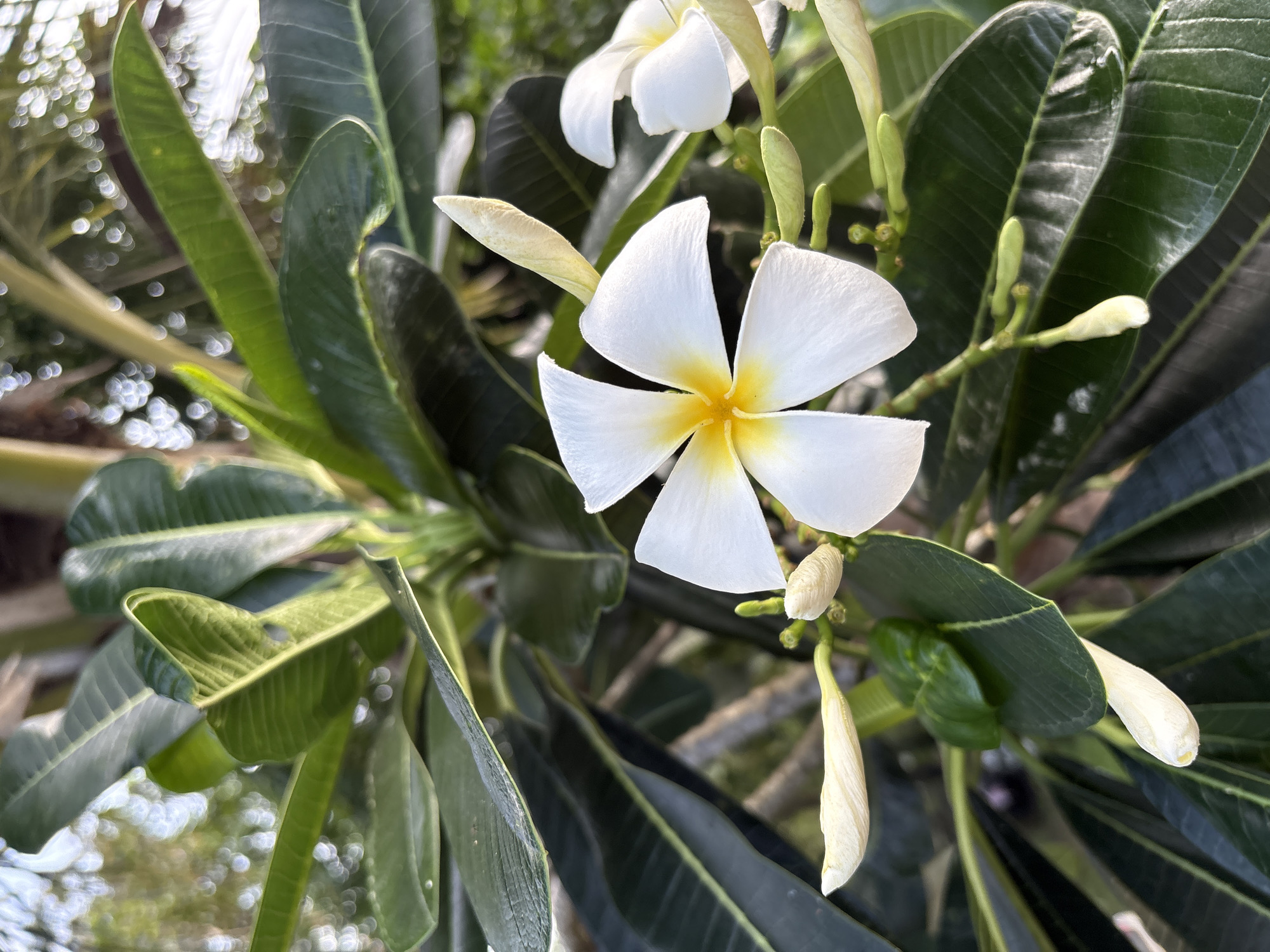 Tropical garden life documented in Karon, Thailand evening stroll