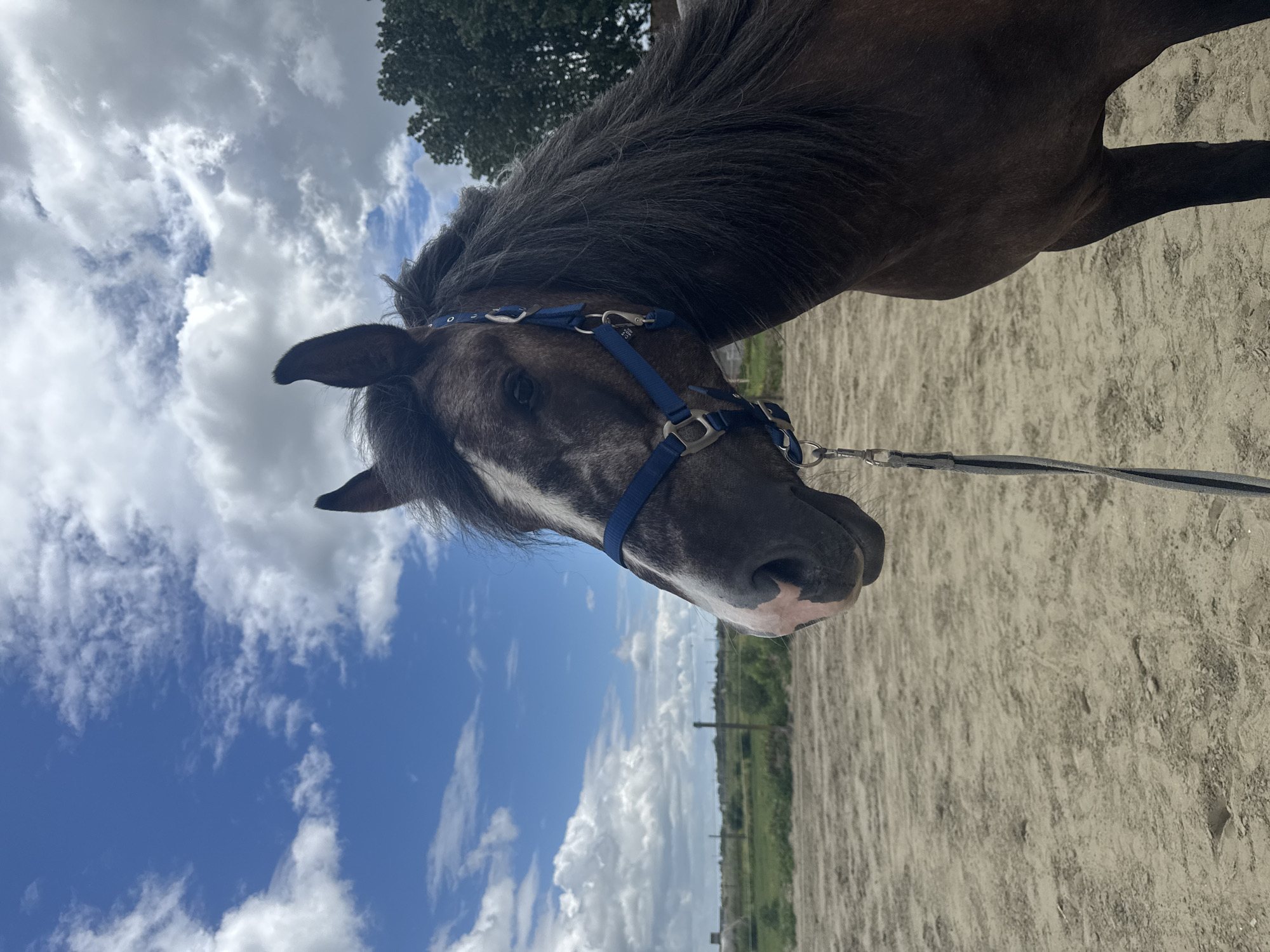 Horses observed during routine training at Belgian equestrian facilities