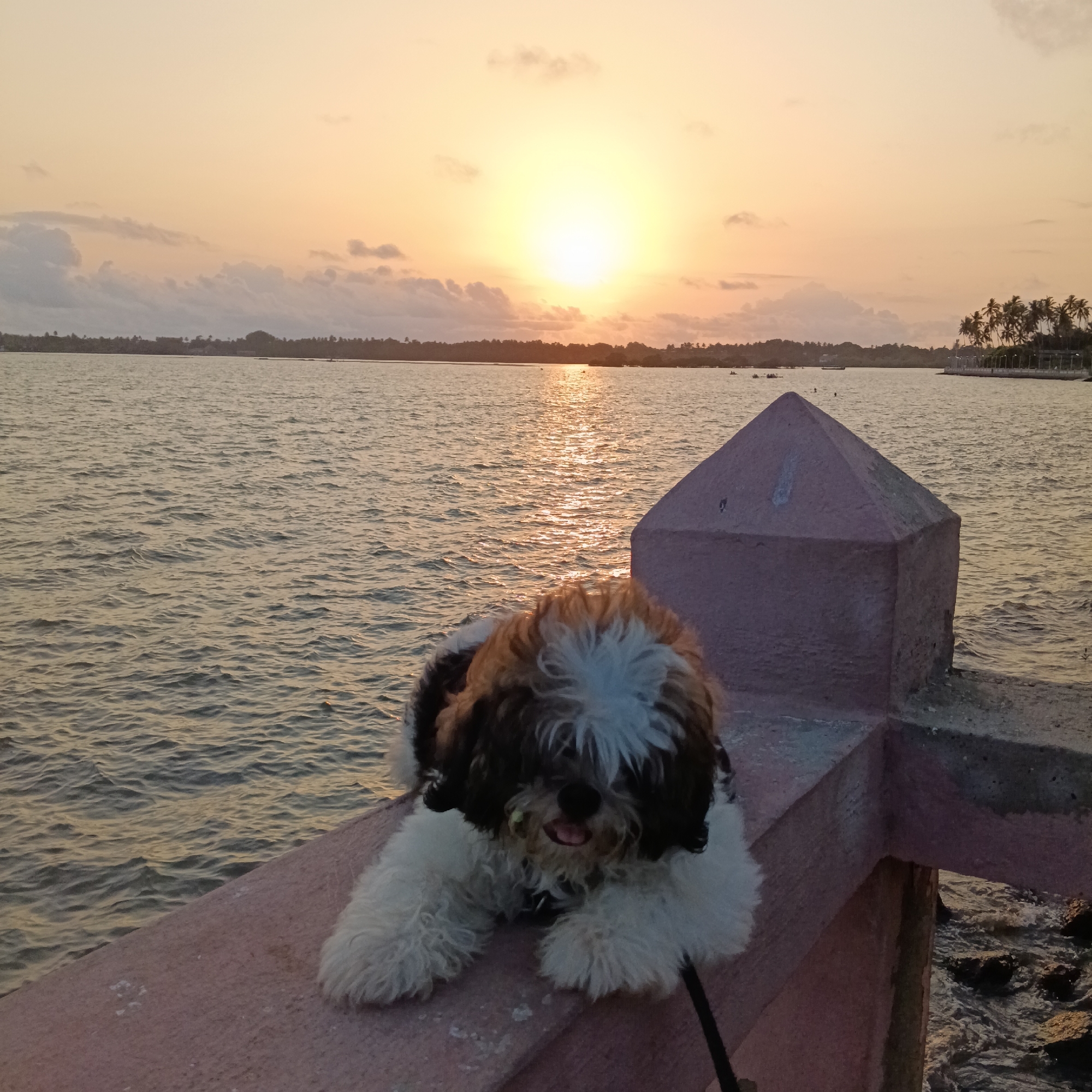 Afternoon waterfront gathering with pets captured in Badem, India