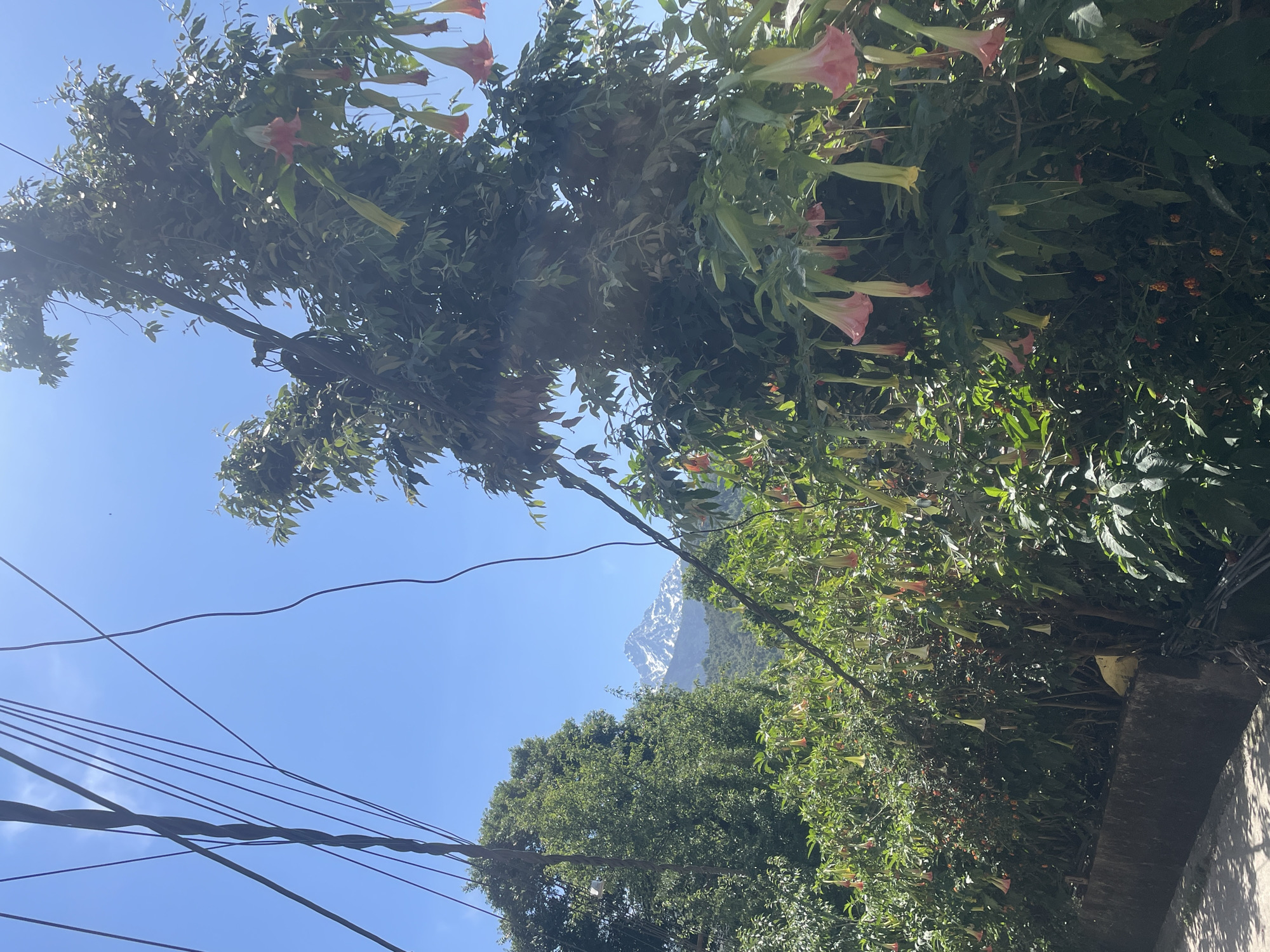 Early morning scenes captured across Dharamshala's Buddhist landscapes