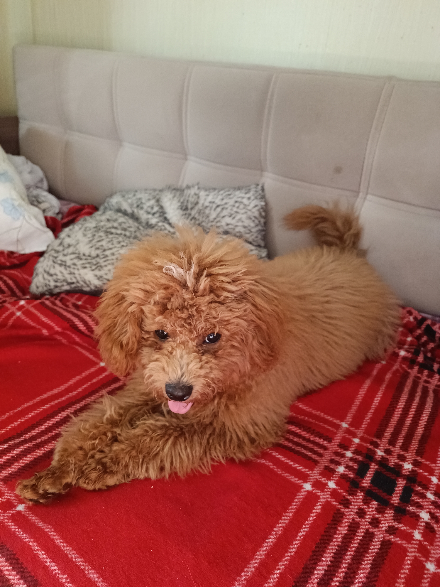 Poodle and cat chilling at home in Kyiv