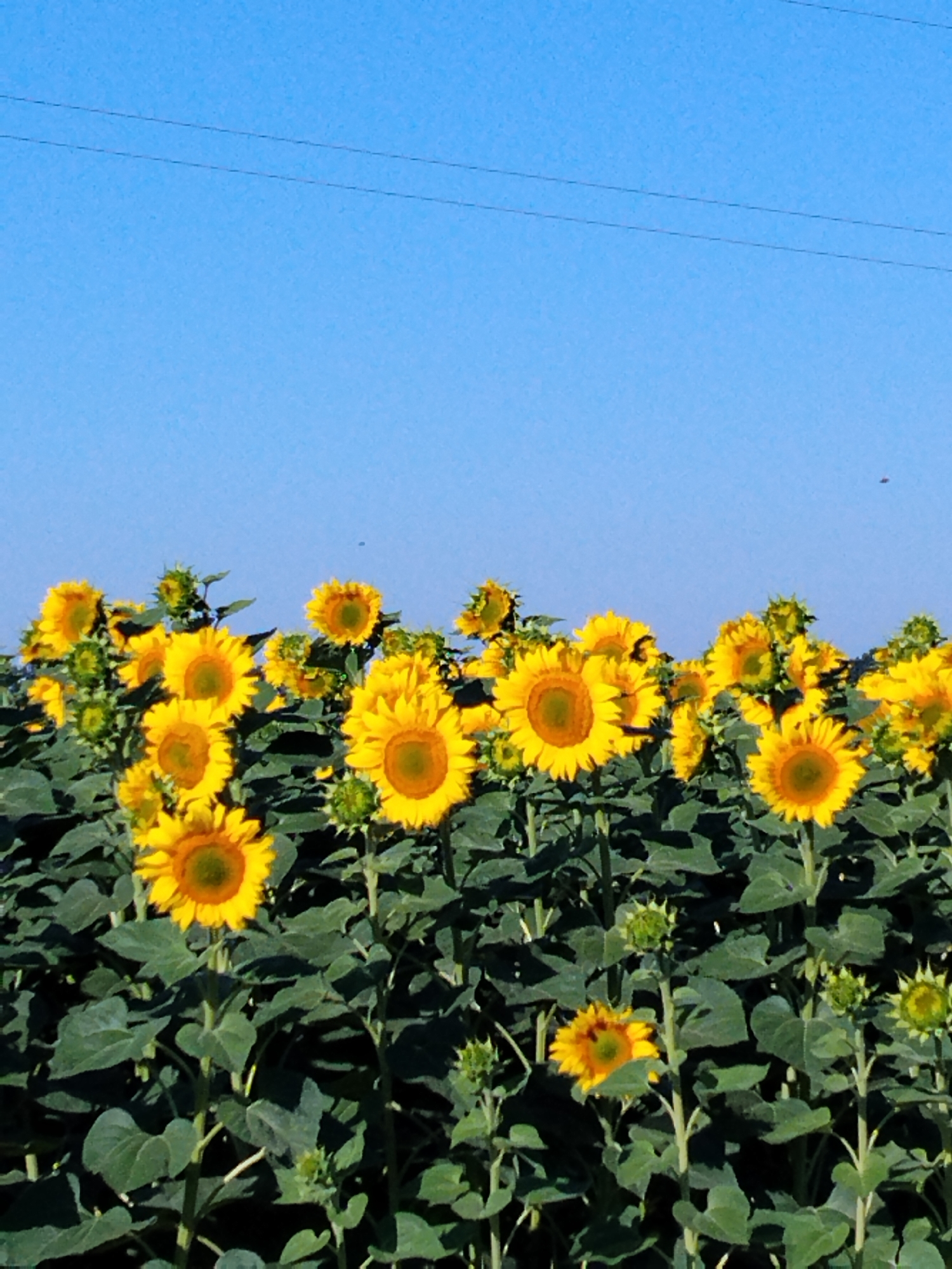 Hoholeve, Ukraine