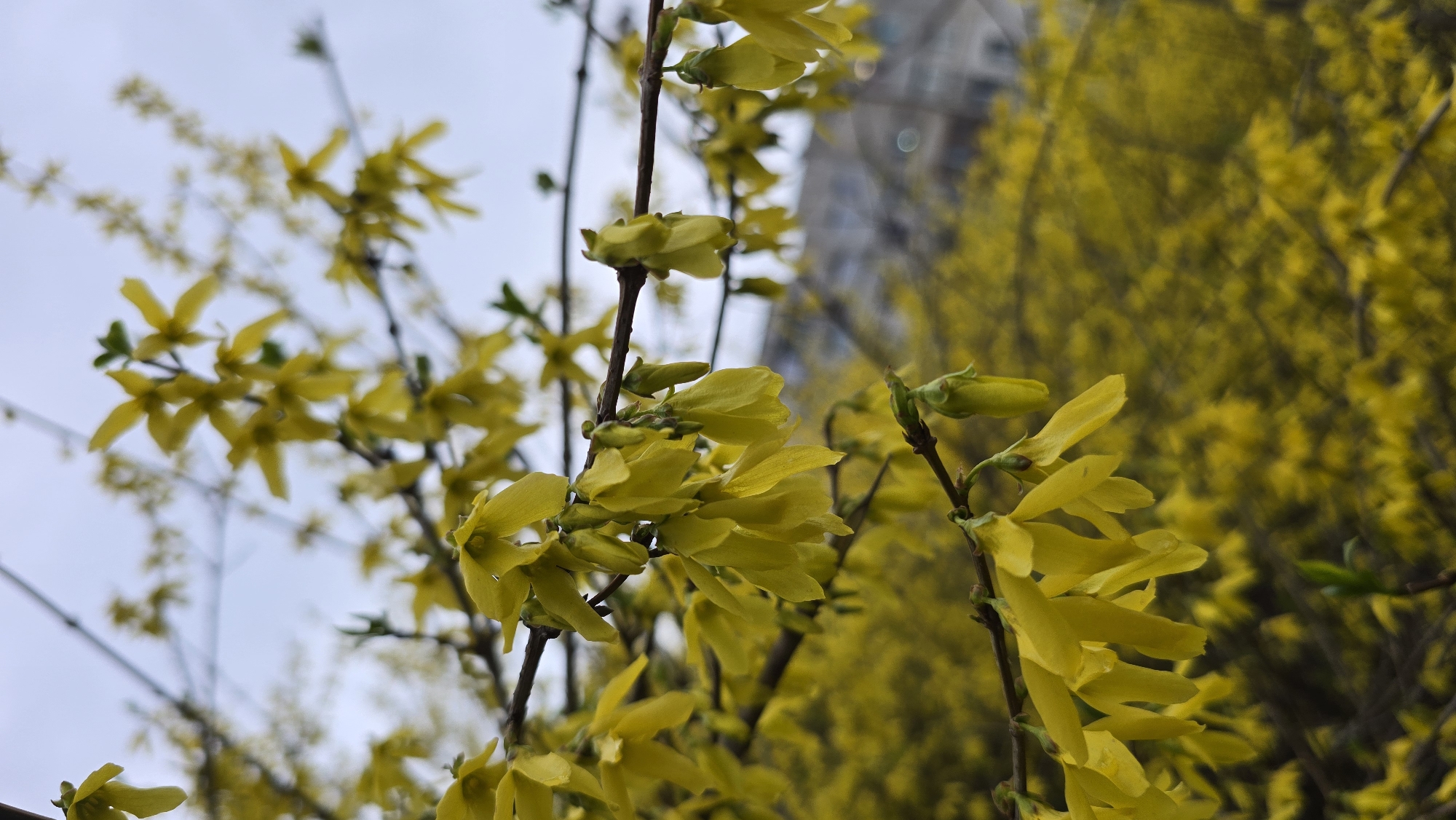 Spring flowers bloom across Pleven, Bulgaria