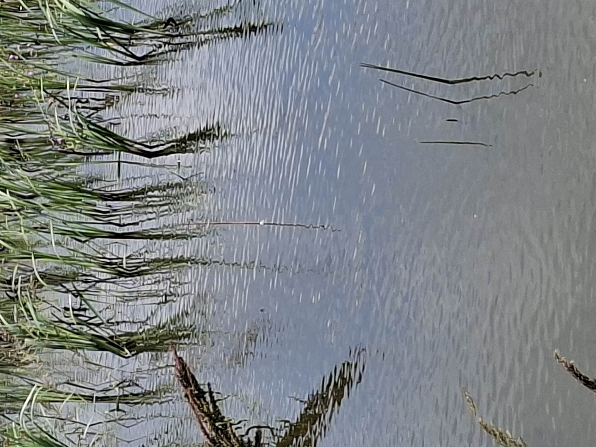 Solar panels, reeds, and cropfields in rural Moldova