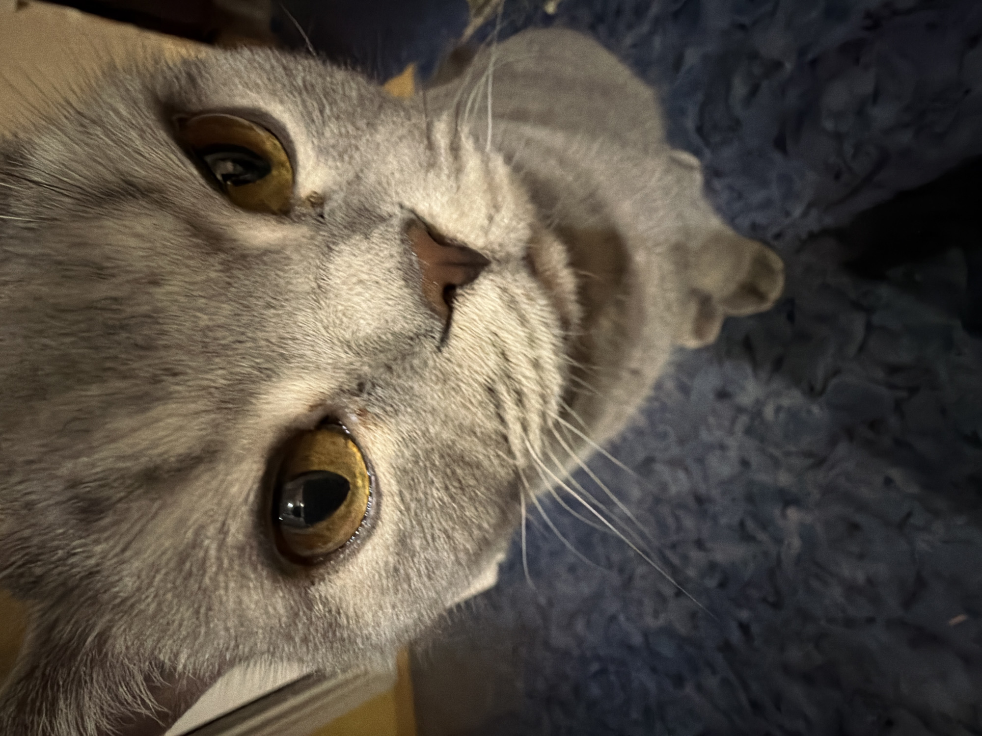 Grey cat with golden eyes photographed indoors in Perm