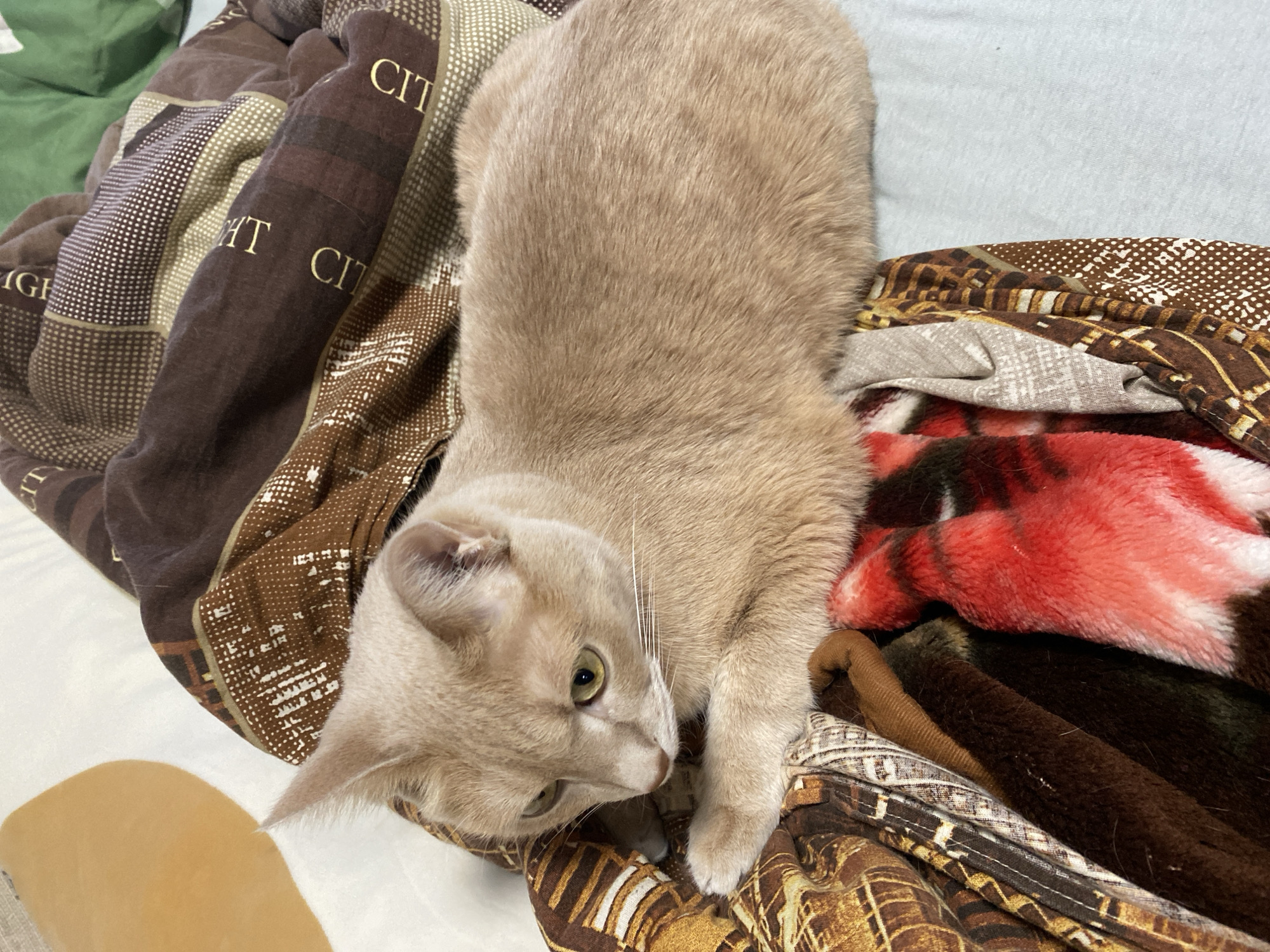 Cat rests on patterned blankets in Chaikovsky, Russia