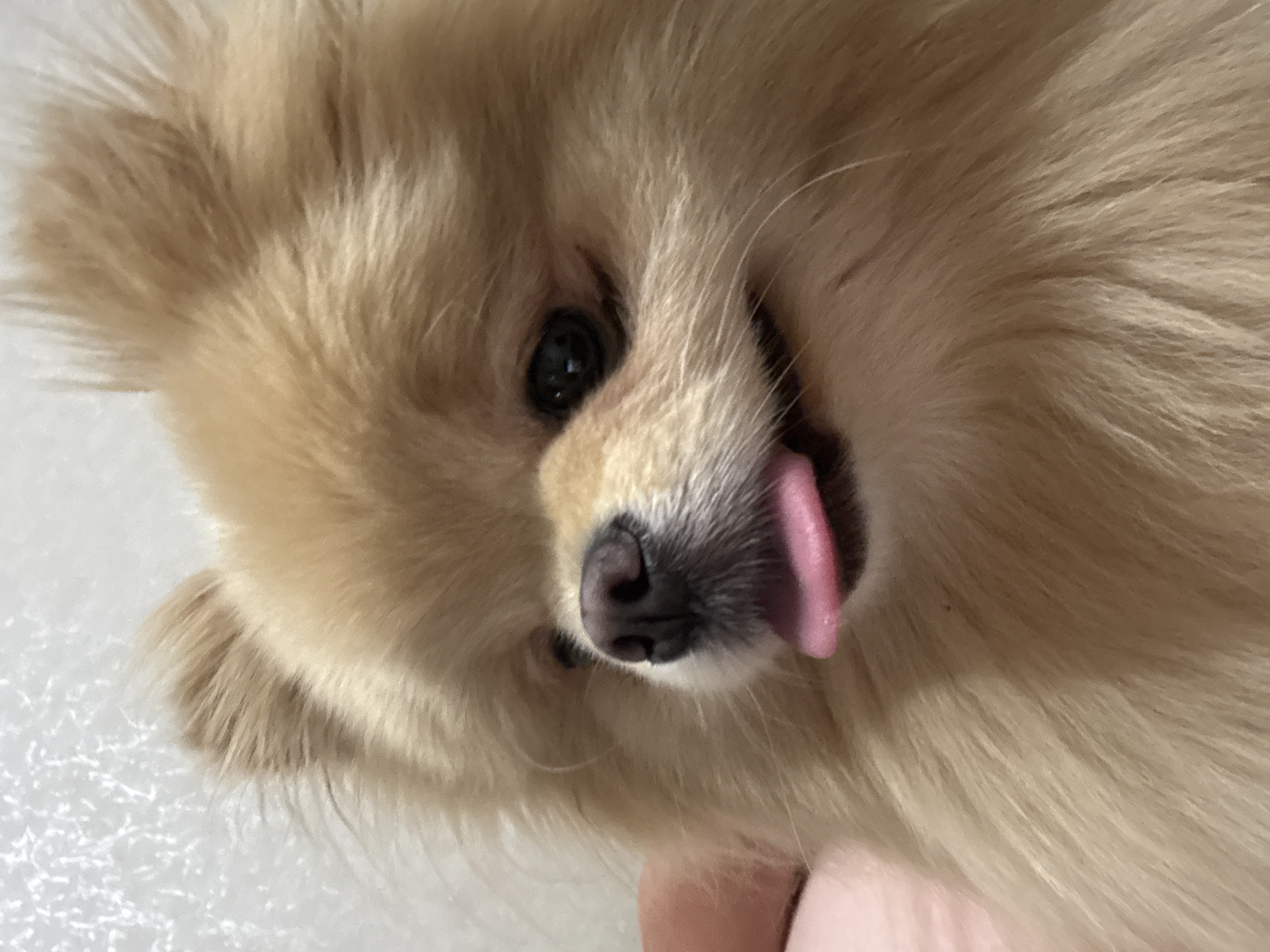 Pomeranian holds court on a green couch all afternoon