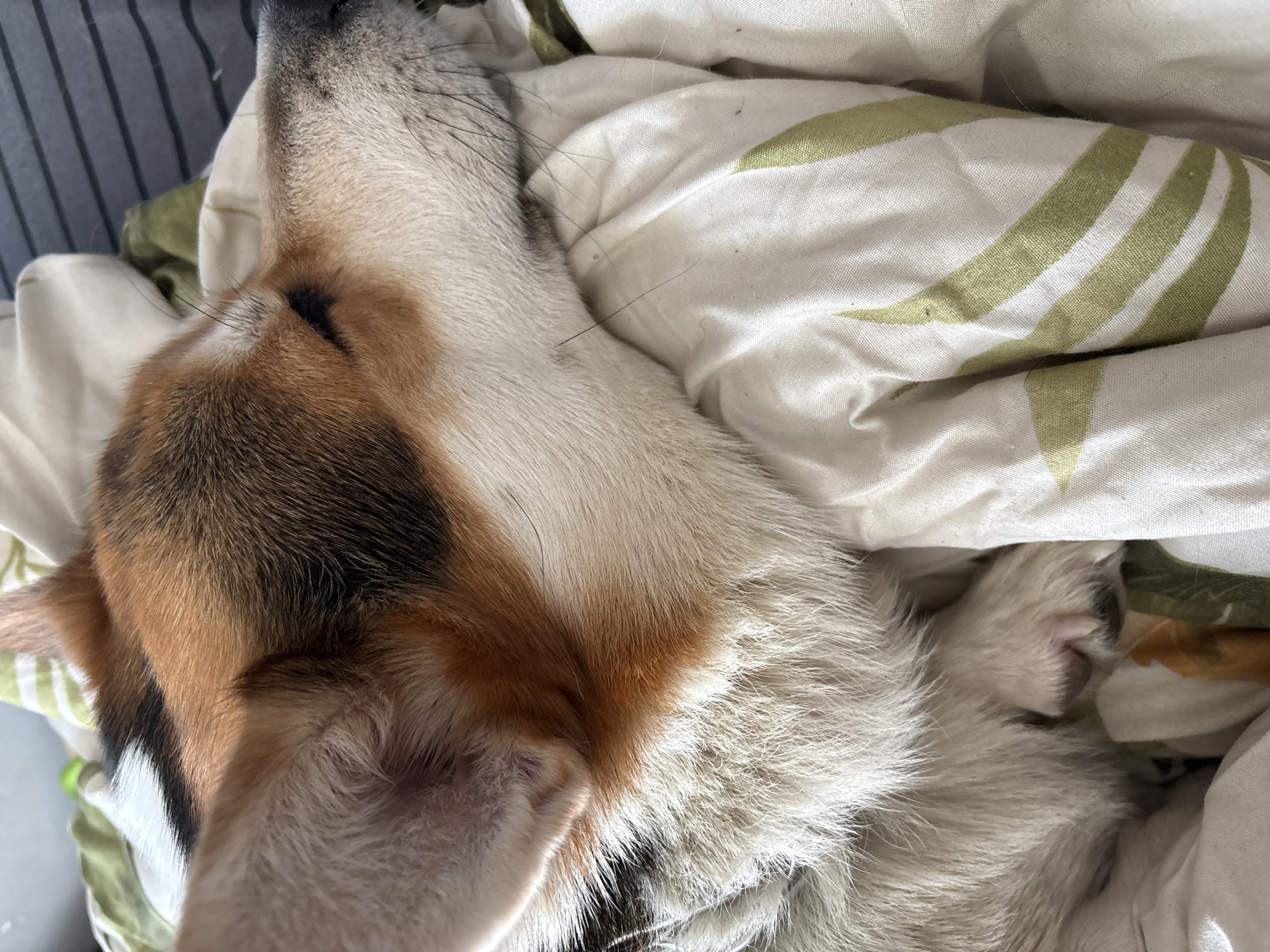 Pets resting peacefully captured in Izhevsk homes