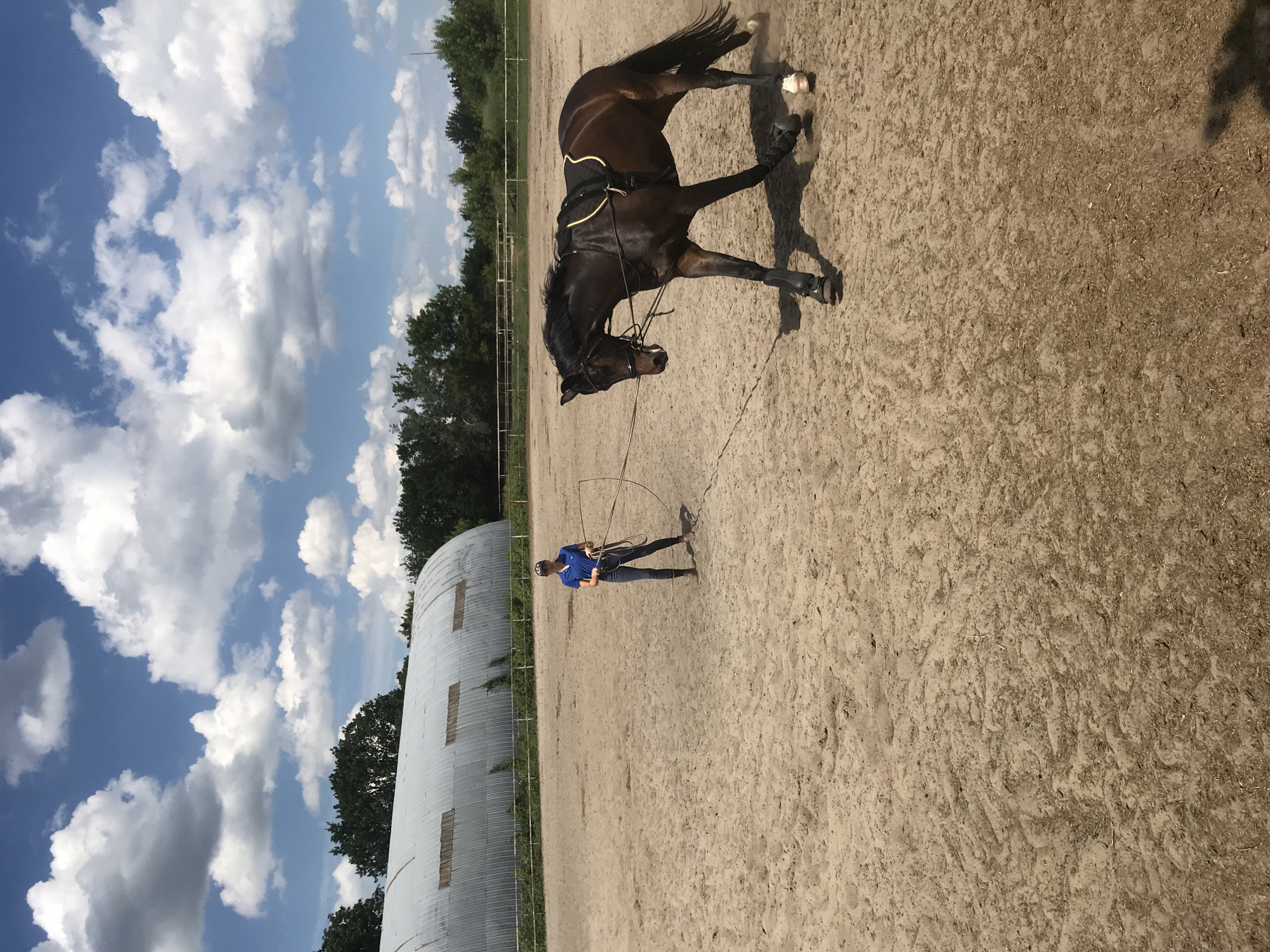 Horse lunge training session at Kharkiv outdoor equestrian arena
