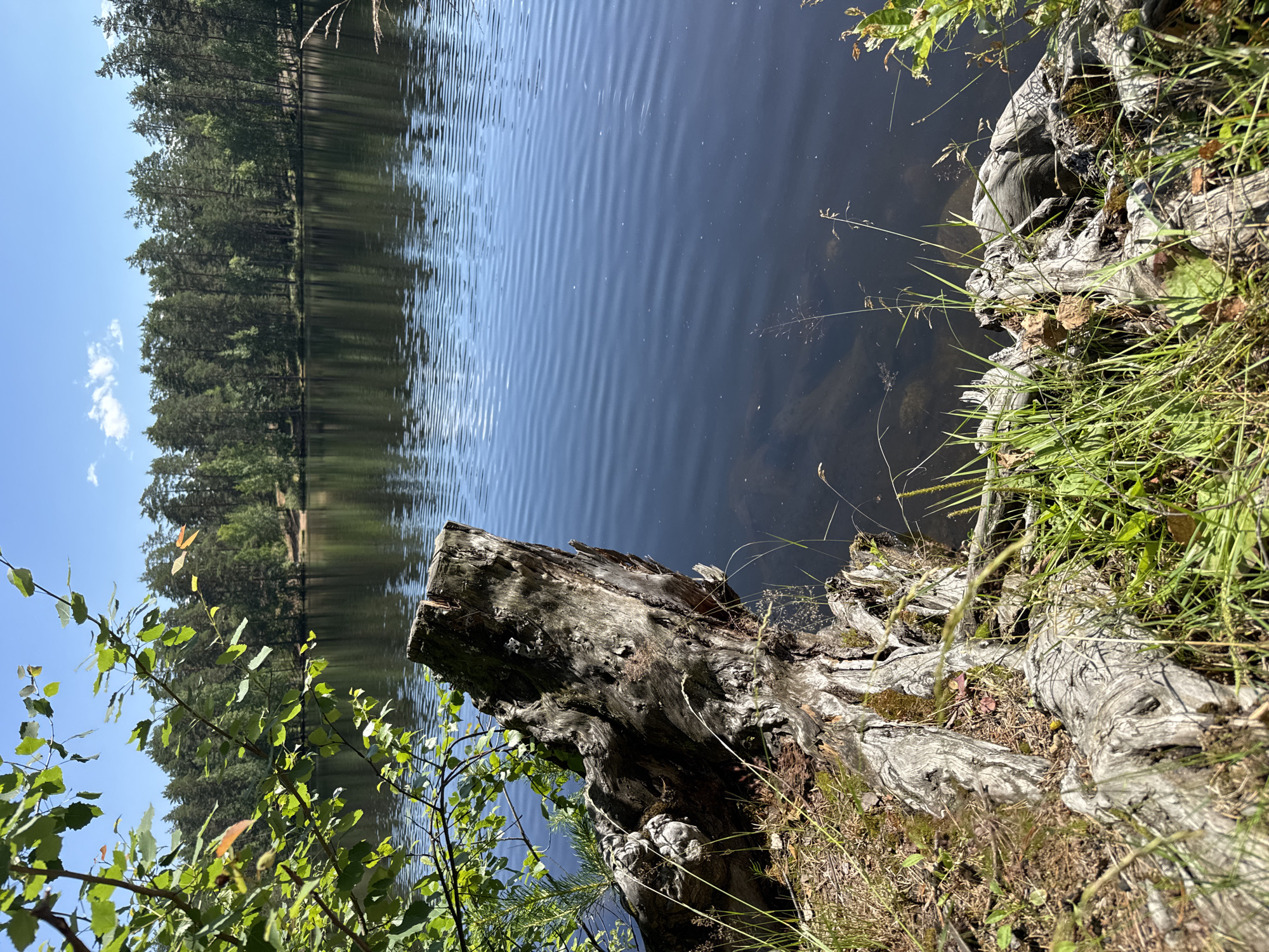 Summer morning at a pine-fringed lake in Orekhovo, Russia