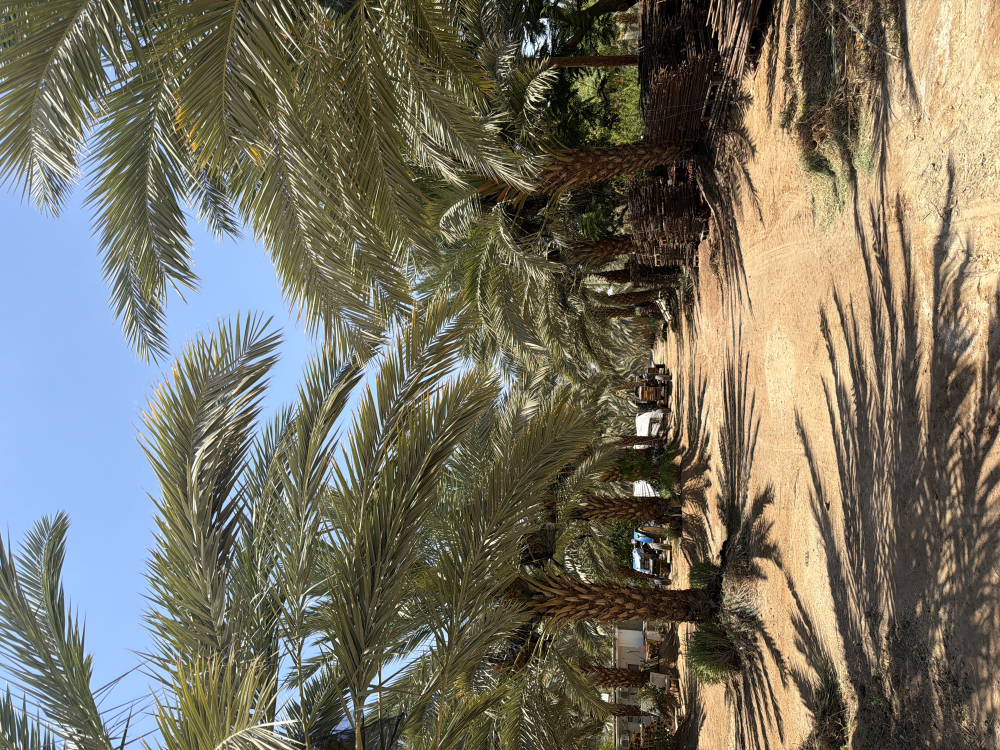 Date palms and desert wine: a morning at an Arava farm