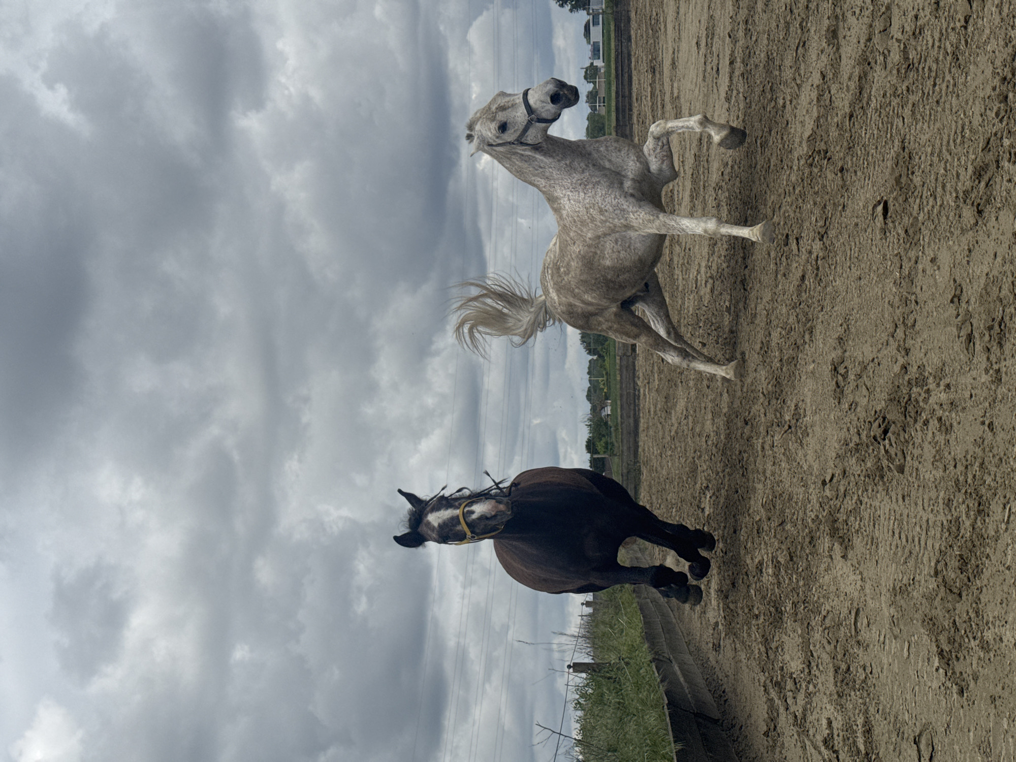 Horses observed at equestrian facility in Estaimpuis, Belgium