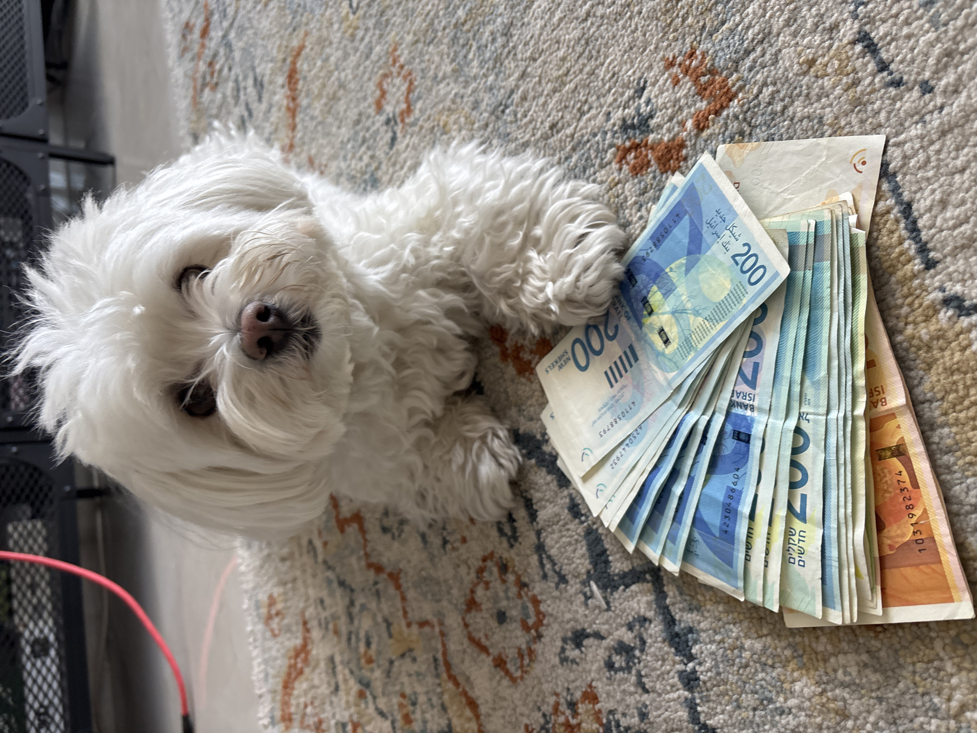 Small white dog rests on rug in Bat Yam