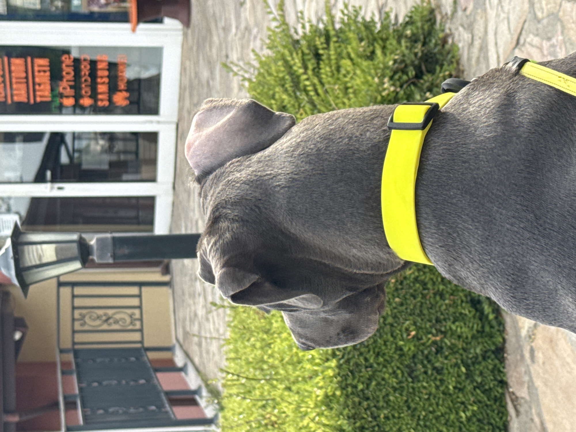 Grey dog in yellow harness spotted in Aksakovo
