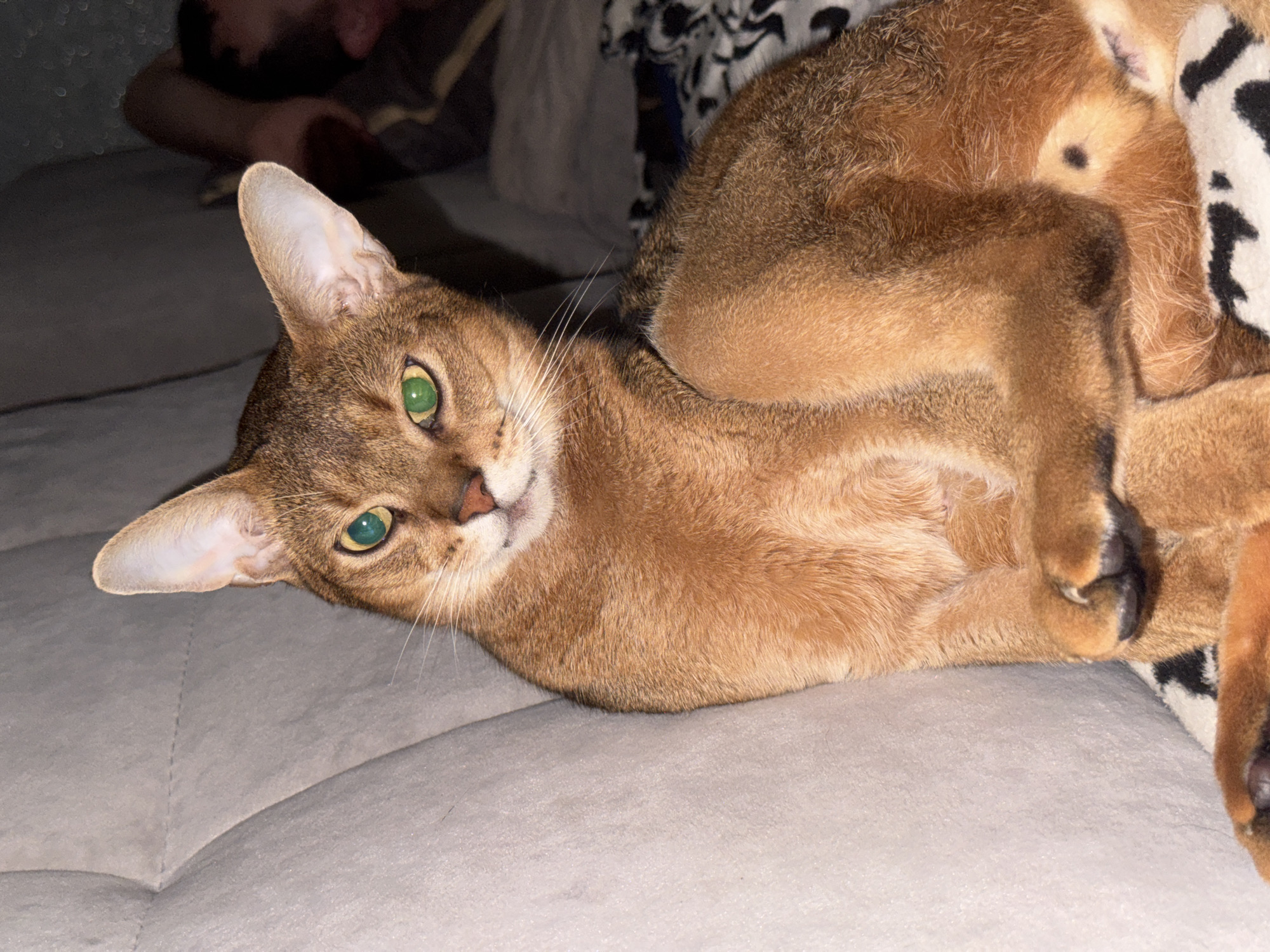 Abyssinian cat lounging on a gray couch, Noviy Russia