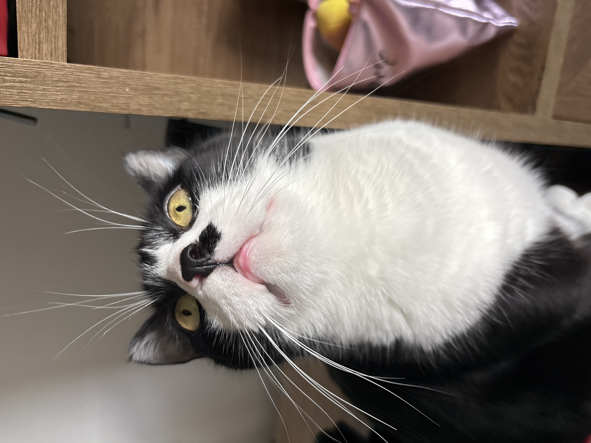 Black and white cat photographed close-up in Pernik, Bulgaria