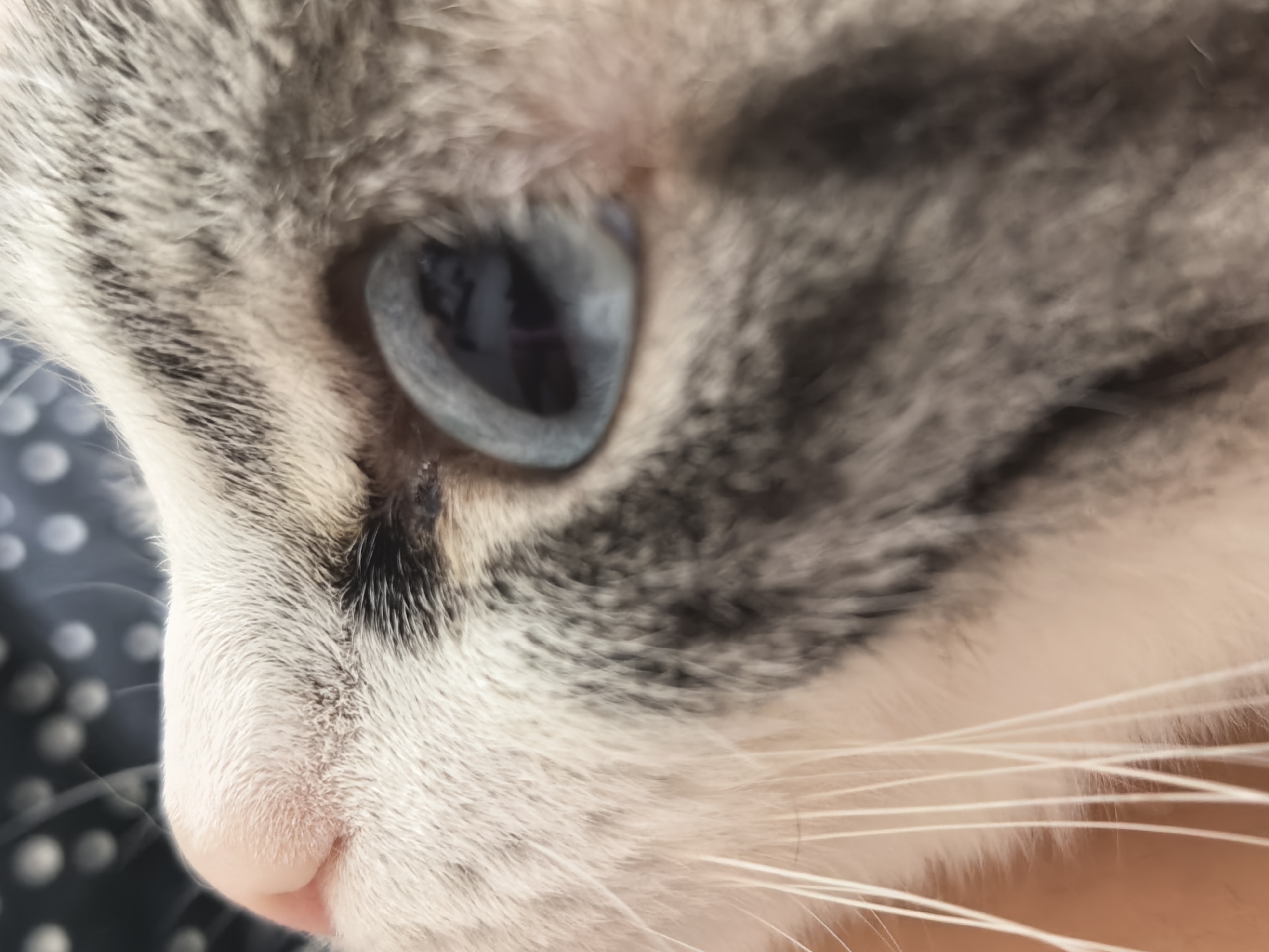 Macro photography session captures intimate details of cats' features