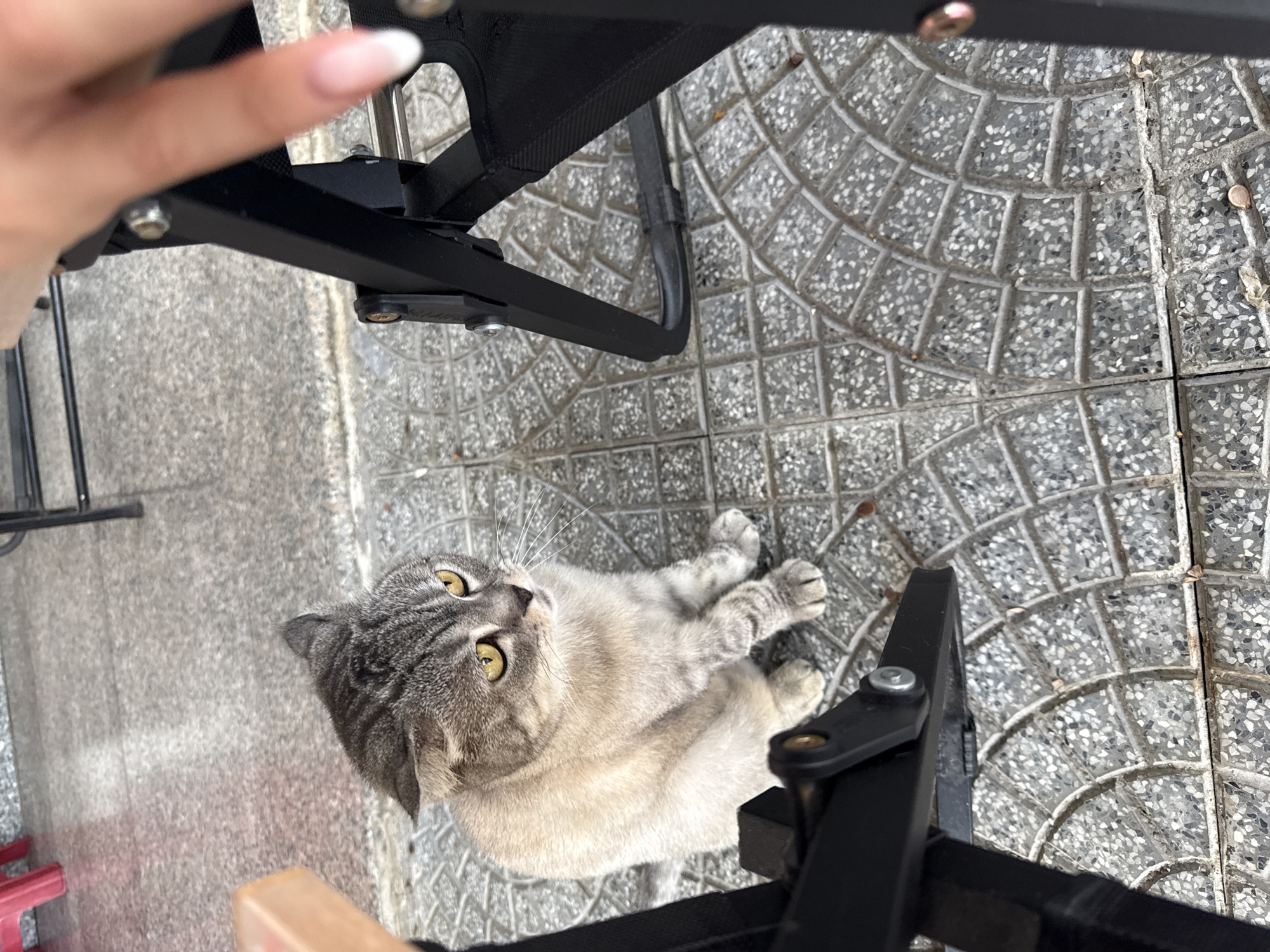 Gray cat receives attention on Đà Nẵng sidewalks