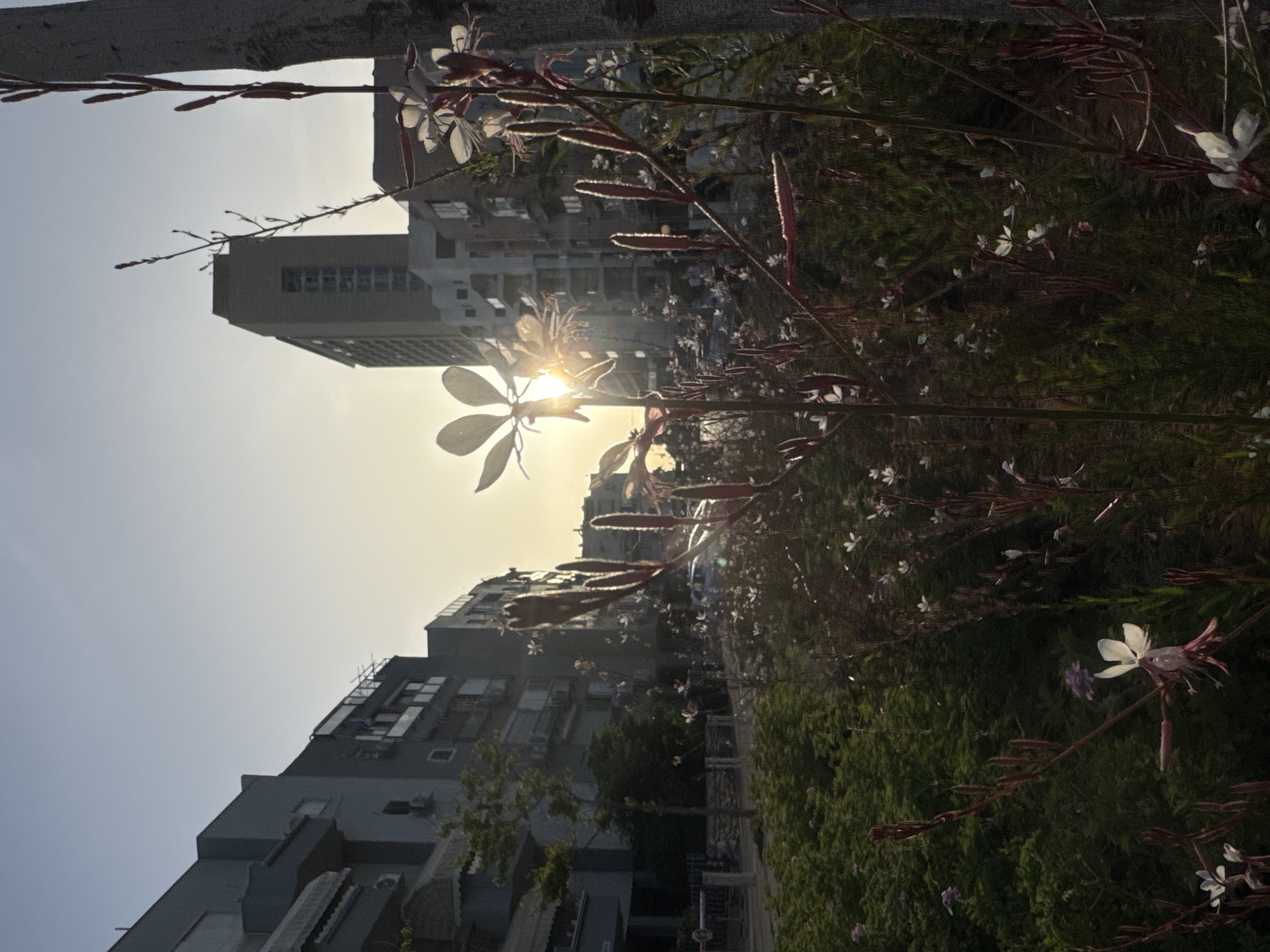 Afternoon sunlight photographed through flowers in Bat Yam, Israel