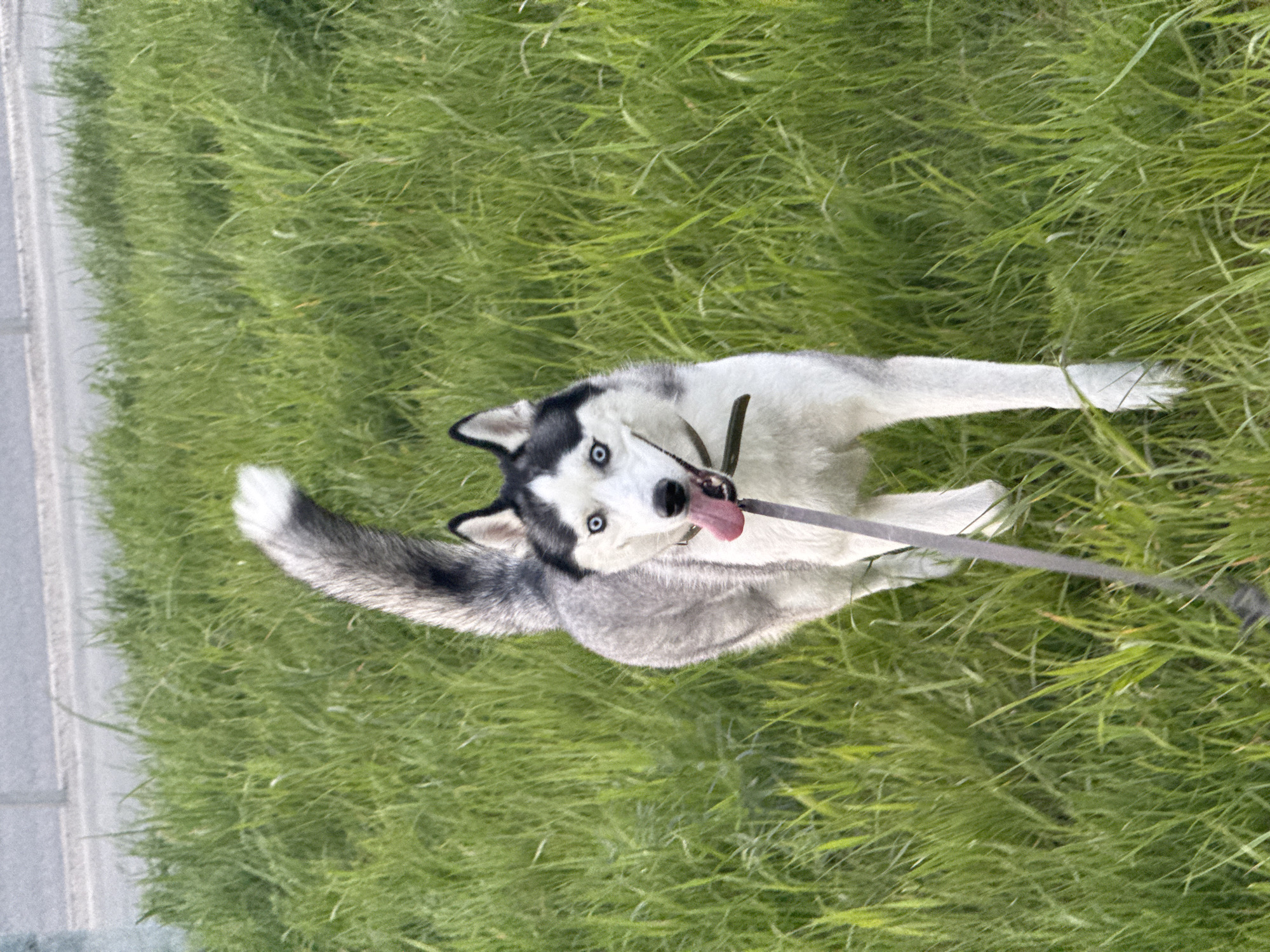 Husky enjoys playful walk near concrete path and sidewalk