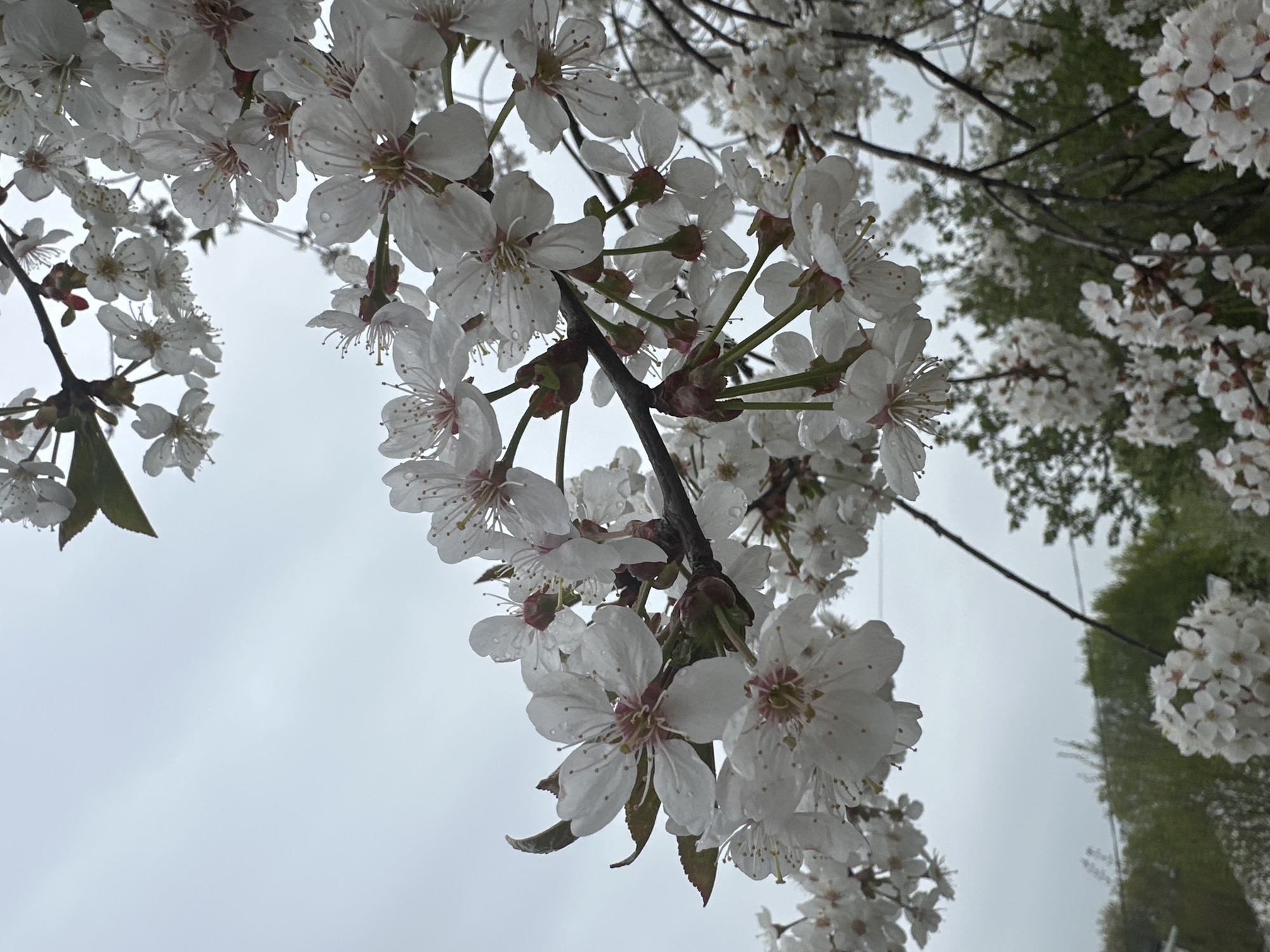 Spring morning walk documents blooming flowers in Nizhny Novgorod