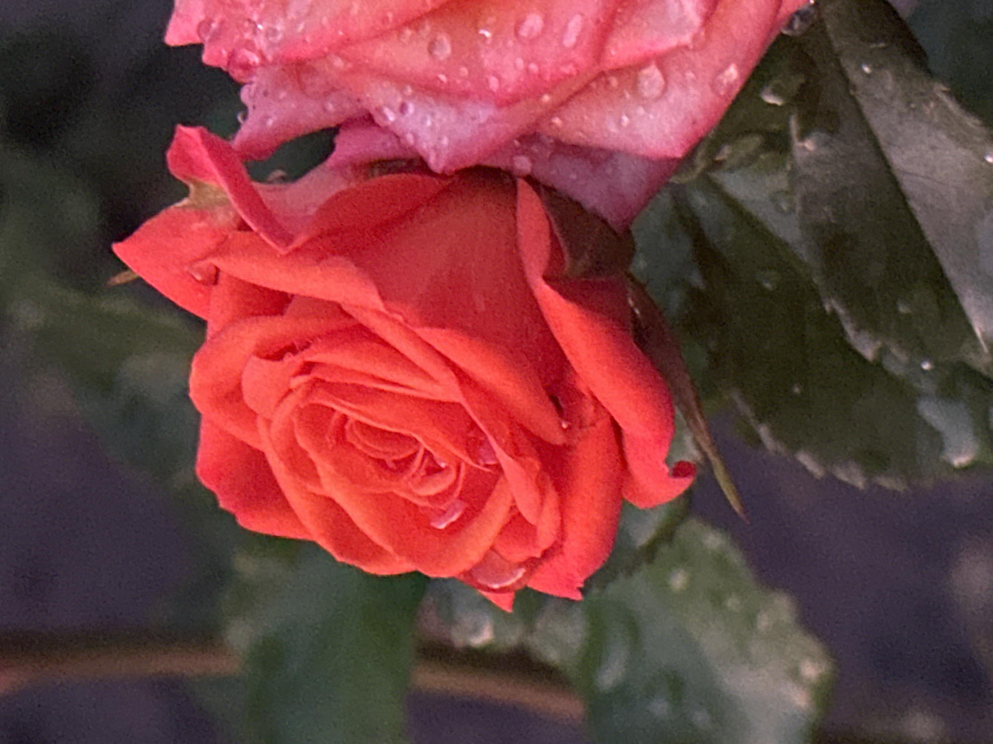 Wet garden in bloom meets a summer sunset, Zvenyhorodka