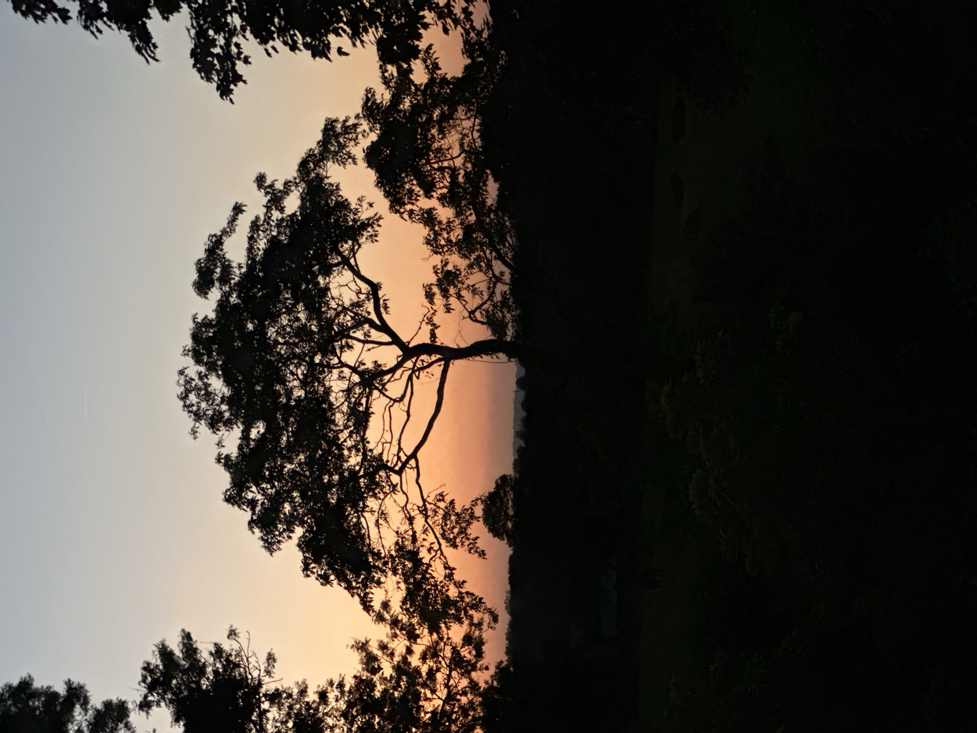 Sunset observed over Tunbridge Wells tree line Monday evening