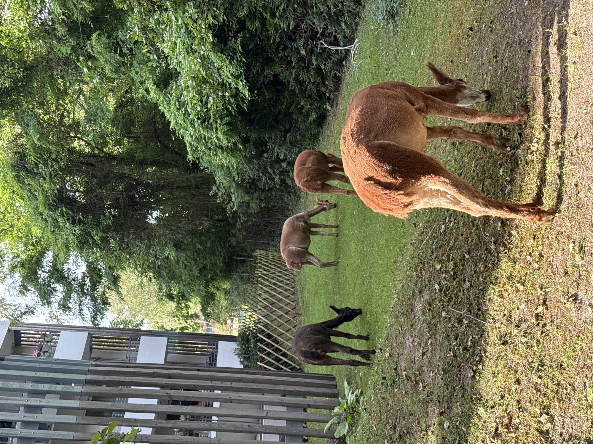 Alpacas graze near Berlin apartment building Wednesday morning