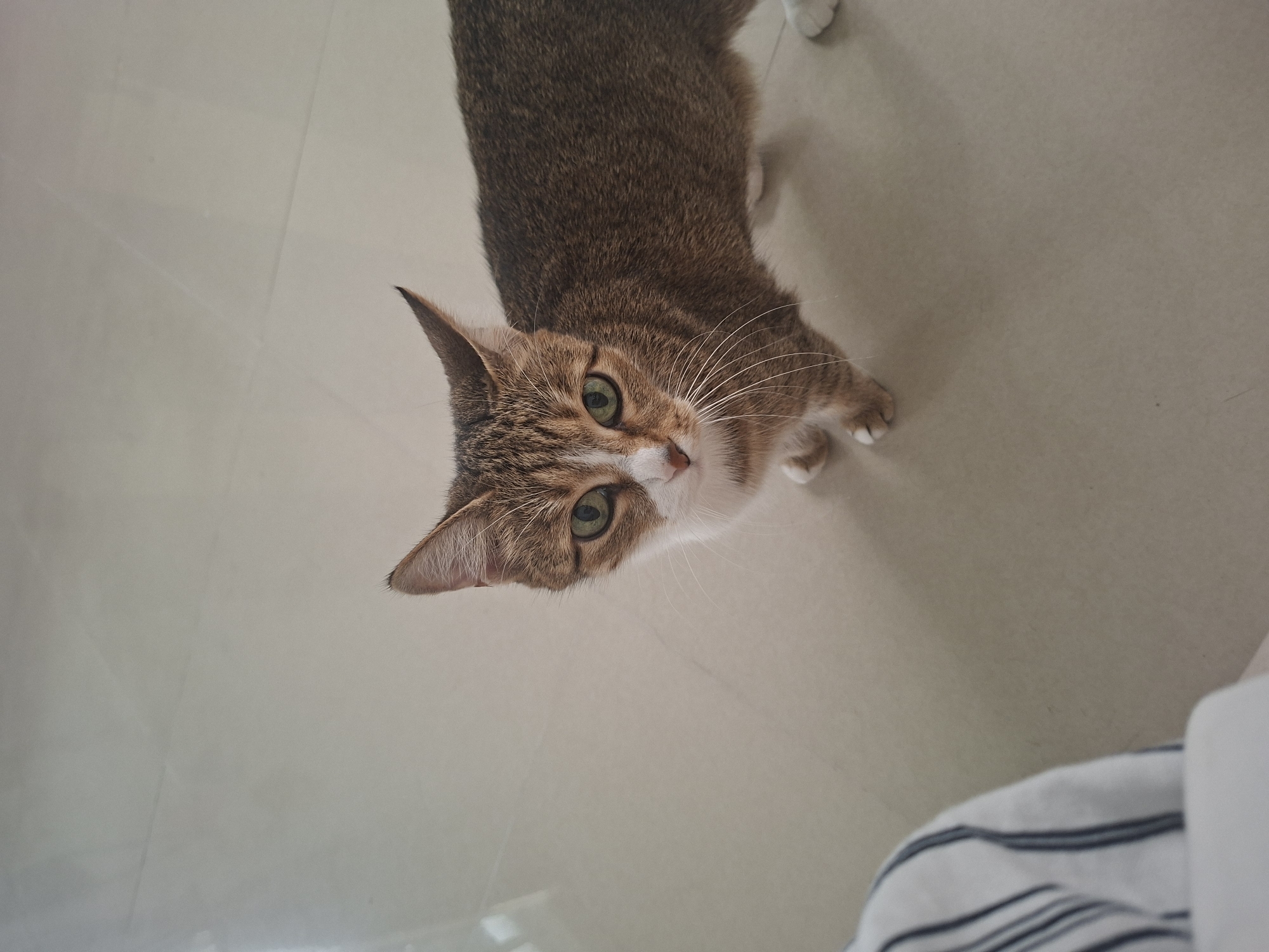 Morning cat activities documented across Nha Trang residential area