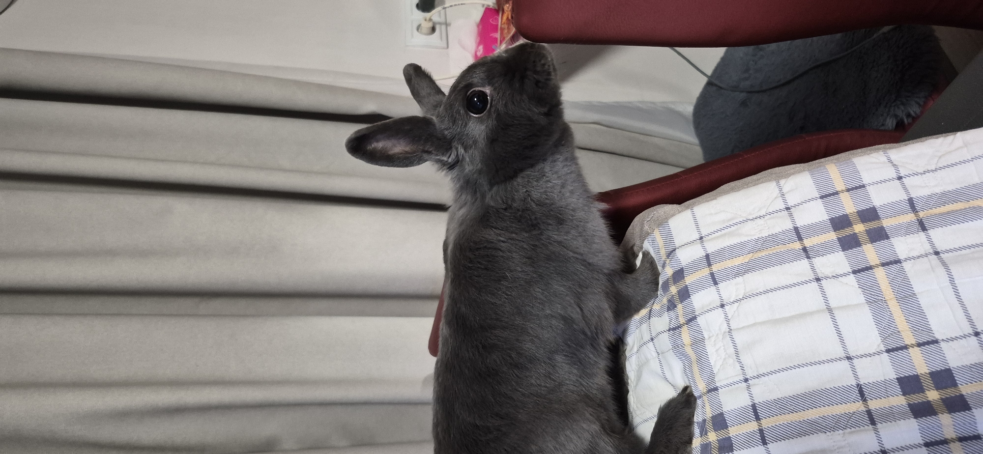 Grey rabbit at home in Ussuriisk, very chill
