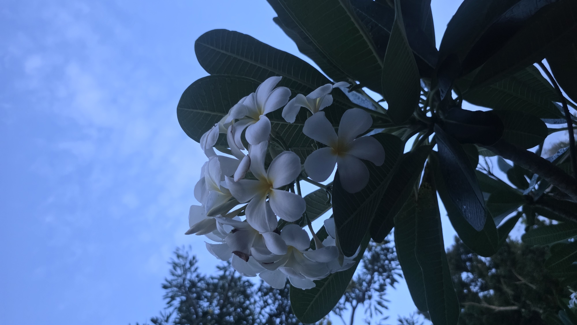 Evening botanical documentation session captures Banda Aceh flora