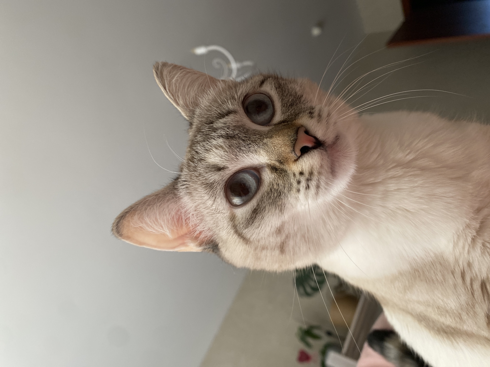 Cat photographed looking down at camera in Yekaterinburg